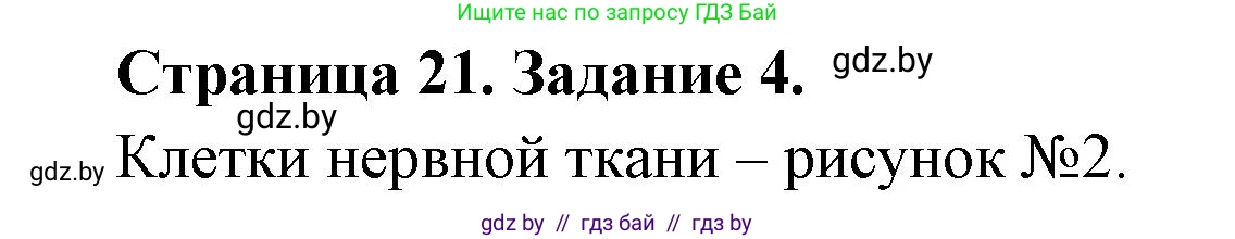 Биология, 6 класс рабочая тетрадь, авторы: Лисов Николай Дмитриевич, Борщевская Елена Валерьевна, издательство Аверсэв, Минск, 2021, жёлтого цвета, страница 21, номер 4, Решение