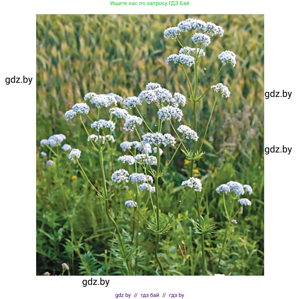 Биология, 6 класс рабочая тетрадь, авторы: Лисов Николай Дмитриевич, Борщевская Елена Валерьевна, издательство Аверсэв, Минск, 2021, жёлтого цвета, страница 55, номер 2, Решение (продолжение 4)