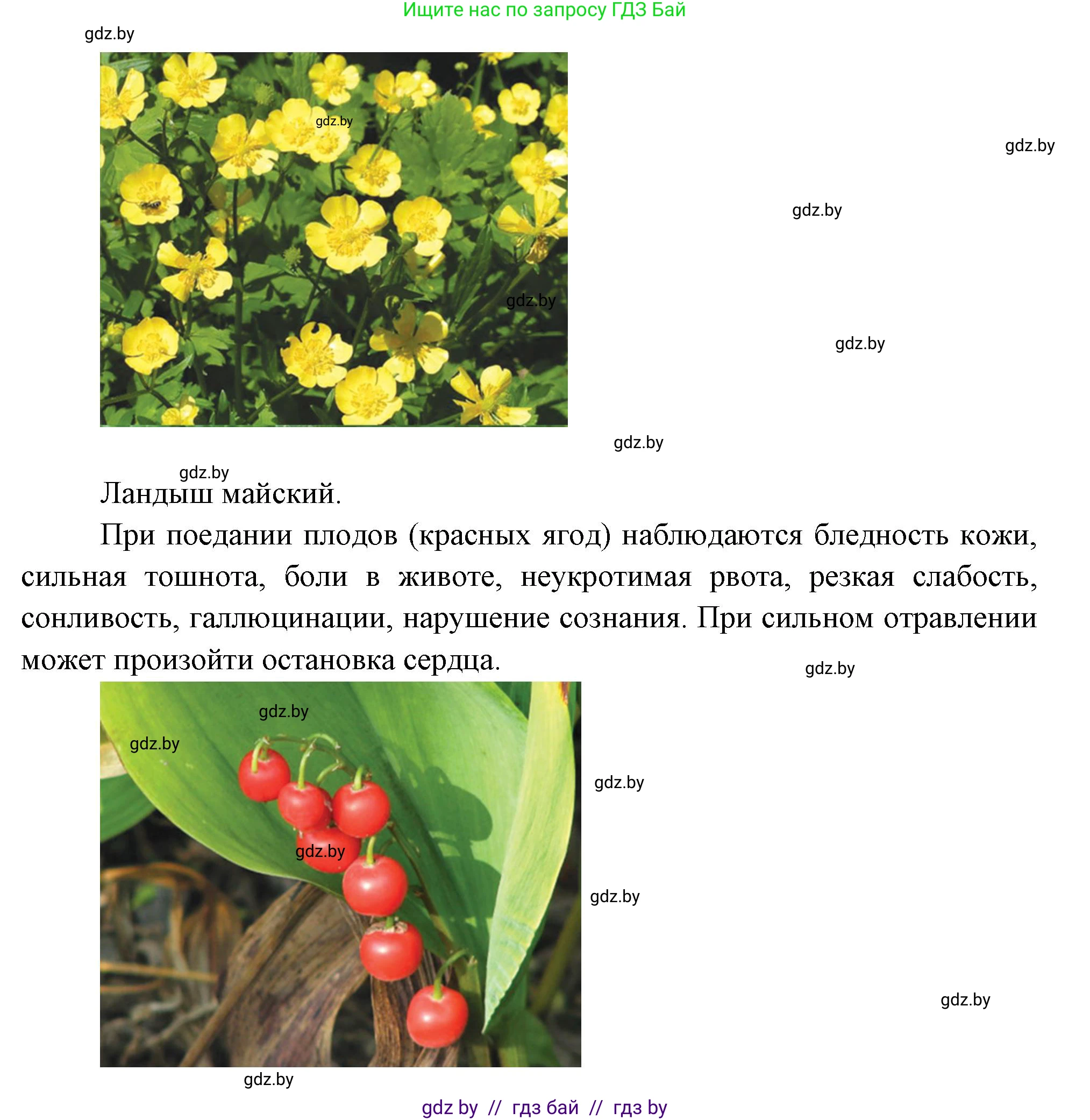 Биология, 6 класс рабочая тетрадь, авторы: Лисов Николай Дмитриевич, Борщевская Елена Валерьевна, издательство Аверсэв, Минск, 2021, жёлтого цвета, страница 55, номер 5, Решение (продолжение 4)