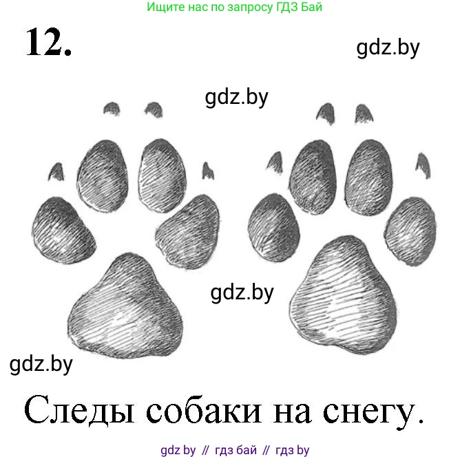 Биология, 6 класс Тетрадь для лабораторных и практических работ, авторы: Лисов Николай Дмитриевич, Борщевская Елена Валерьевна, издательство Аверсэв, Минск, 2023, салатового цвета, страница 31, номер 12, Решение