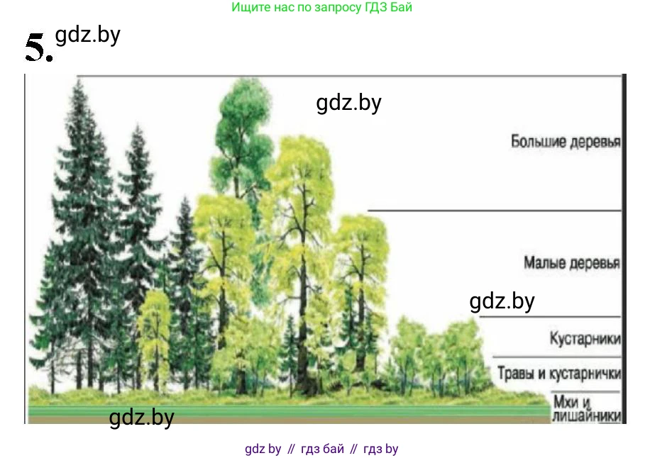 Биология, 6 класс Тетрадь для лабораторных и практических работ, авторы: Лисов Николай Дмитриевич, Борщевская Елена Валерьевна, издательство Аверсэв, Минск, 2023, салатового цвета, страница 37, номер 5, Решение