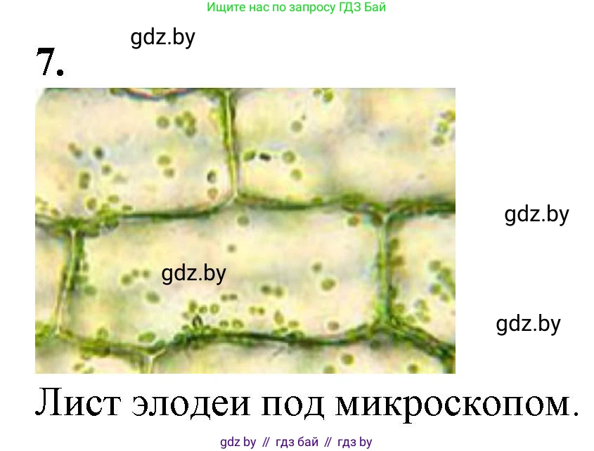 Биология, 6 класс Тетрадь для лабораторных и практических работ, авторы: Лисов Николай Дмитриевич, Борщевская Елена Валерьевна, издательство Аверсэв, Минск, 2023, салатового цвета, страница 9, номер 7, Решение