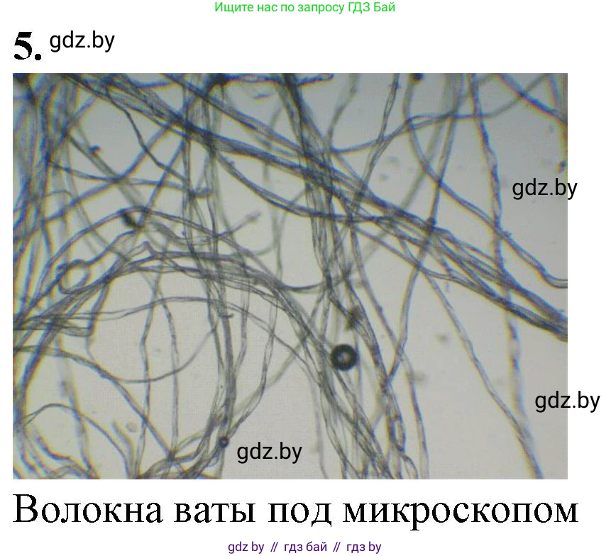 Биология, 6 класс Тетрадь для лабораторных и практических работ, авторы: Лисов Николай Дмитриевич, Борщевская Елена Валерьевна, издательство Аверсэв, Минск, 2023, салатового цвета, страница 11, номер 5, Решение