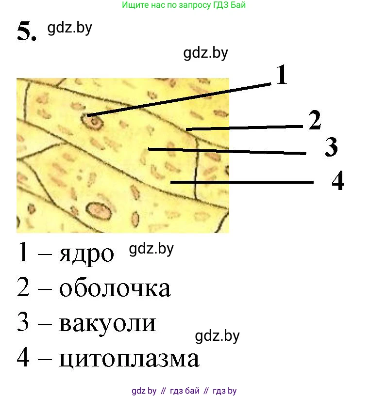 Биология, 6 класс Тетрадь для лабораторных и практических работ, авторы: Лисов Николай Дмитриевич, Борщевская Елена Валерьевна, издательство Аверсэв, Минск, 2023, салатового цвета, страница 20, номер 5, Решение