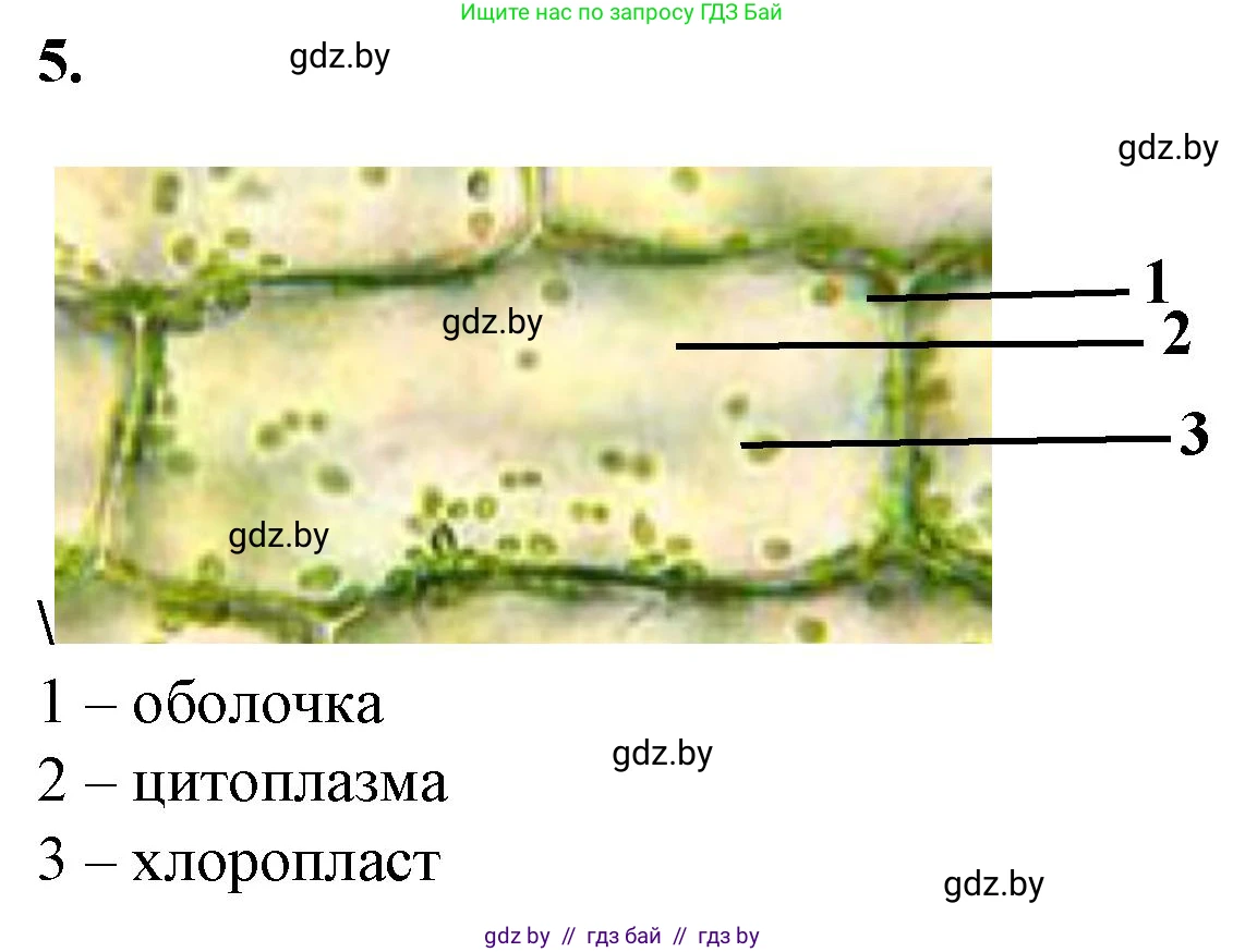 Биология, 6 класс Тетрадь для лабораторных и практических работ, авторы: Лисов Николай Дмитриевич, Борщевская Елена Валерьевна, издательство Аверсэв, Минск, 2023, салатового цвета, страница 22, номер 5, Решение
