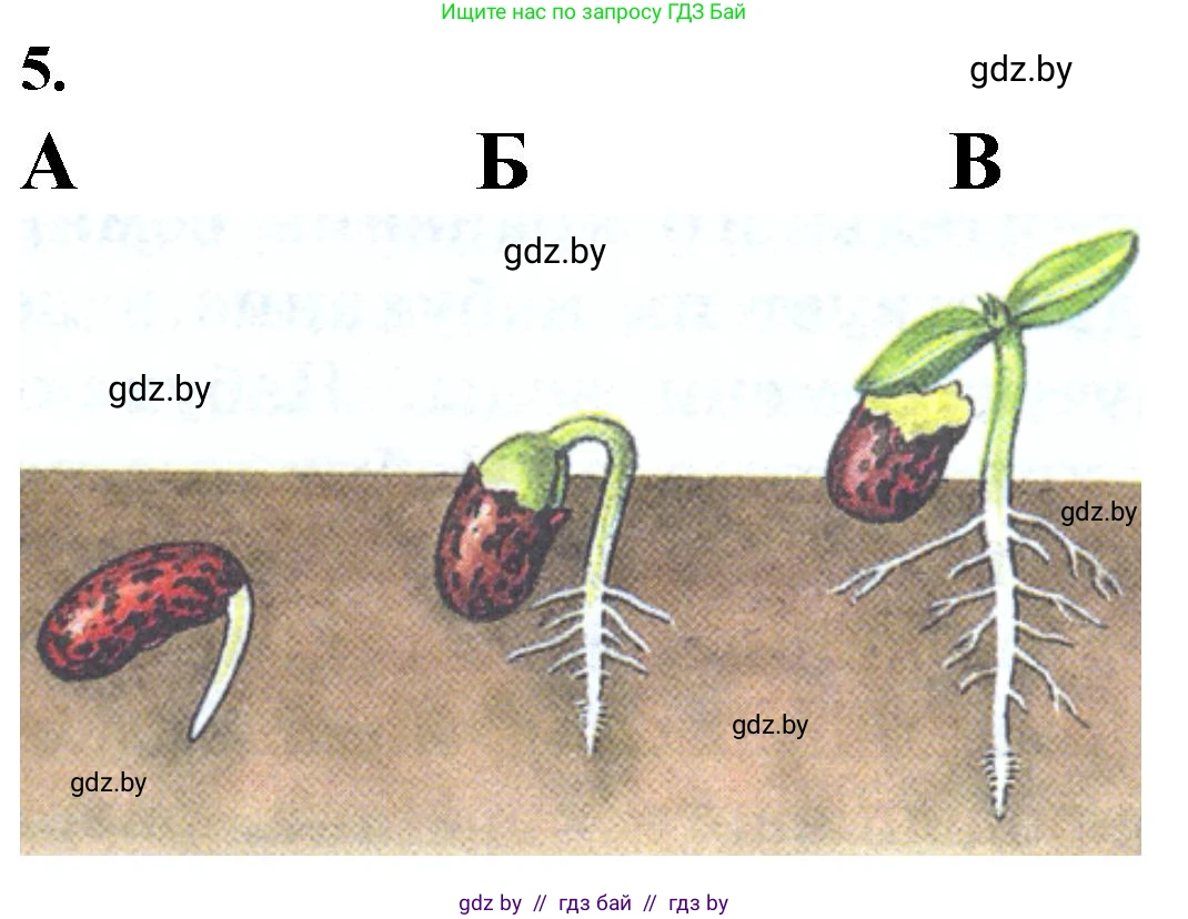 Биология, 6 класс Тетрадь для лабораторных и практических работ, авторы: Лисов Николай Дмитриевич, Борщевская Елена Валерьевна, издательство Аверсэв, Минск, 2023, салатового цвета, страница 17, номер 5, Решение