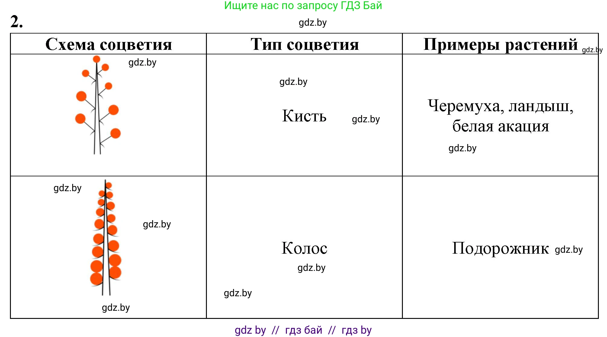 Биология, 7 класс Тетрадь для лабораторных и практических работ, автор: Лисов Николай Дмитриевич, издательство Аверсэв, Минск, 2022, зелёного цвета, страница 50, номер 2, Решение