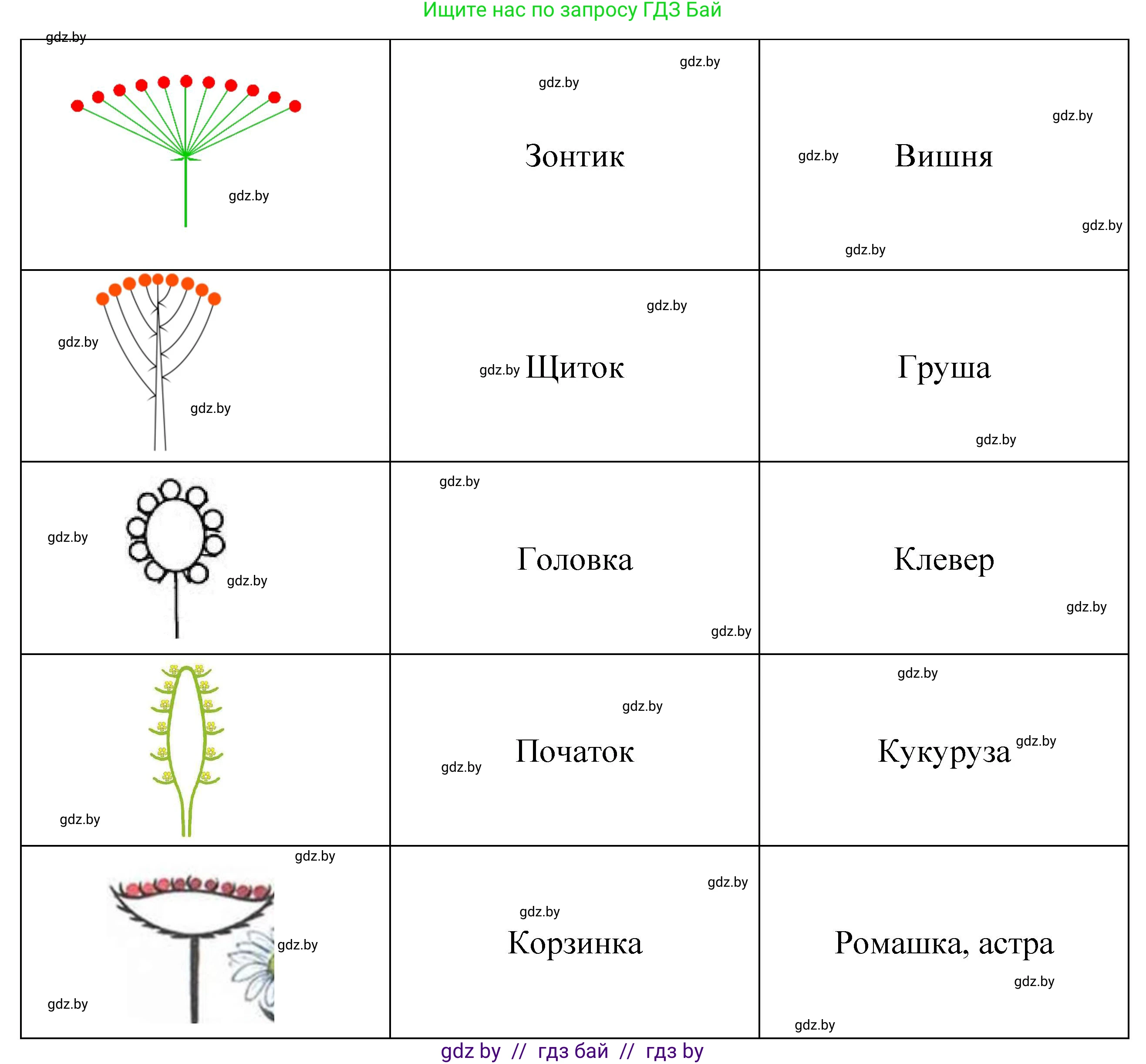 Биология, 7 класс Тетрадь для лабораторных и практических работ, автор: Лисов Николай Дмитриевич, издательство Аверсэв, Минск, 2022, зелёного цвета, страница 50, номер 2, Решение (продолжение 2)