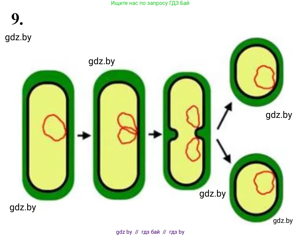 Биология, 7 класс рабочая тетрадь, автор: Лисов Николай Дмитриевич, издательство Аверсэв, Минск, 2022, коричневого цвета, страница 8, номер 9, Решение