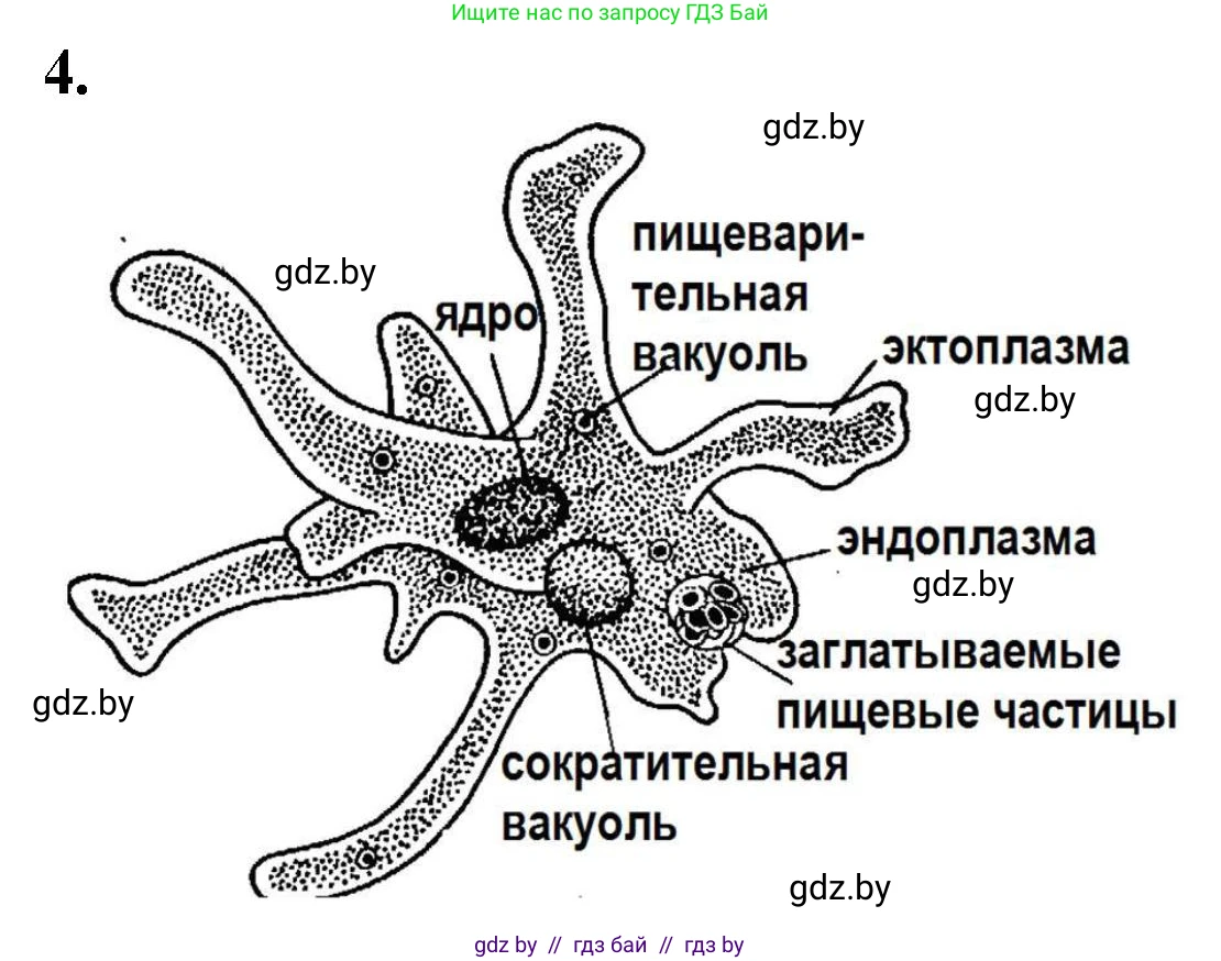 Биология, 7 класс рабочая тетрадь, автор: Лисов Николай Дмитриевич, издательство Аверсэв, Минск, 2022, коричневого цвета, страница 16, номер 4, Решение