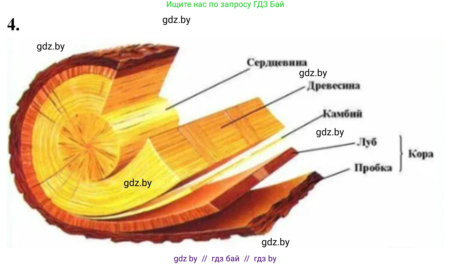Биология, 7 класс рабочая тетрадь, автор: Лисов Николай Дмитриевич, издательство Аверсэв, Минск, 2022, коричневого цвета, страница 50, номер 4, Решение
