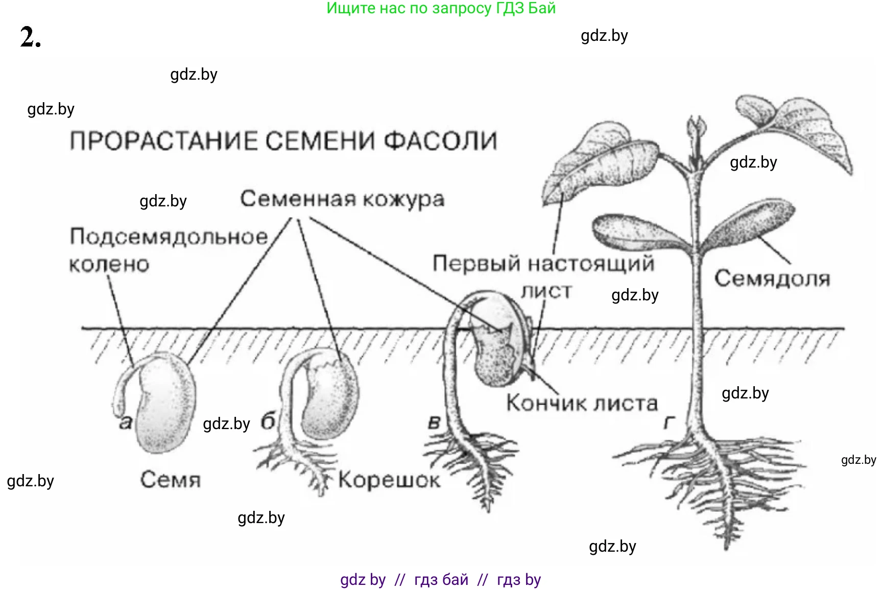 Биология, 7 класс рабочая тетрадь, автор: Лисов Николай Дмитриевич, издательство Аверсэв, Минск, 2022, коричневого цвета, страница 82, номер 2, Решение