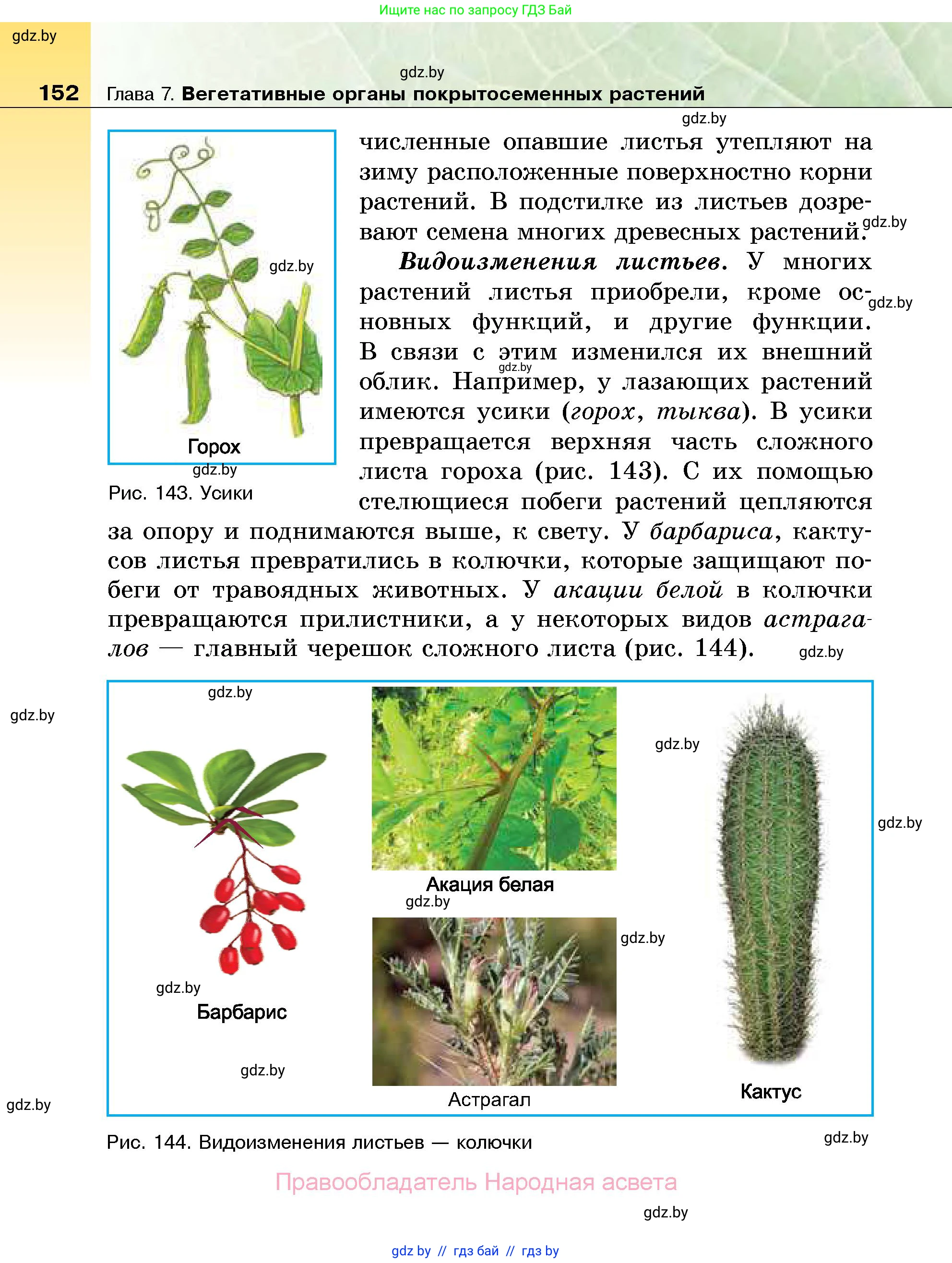 Биология, 7 класс Учебник, автор: Лисов Николай Дмитриевич, издательство Народная асвета, Минск, 2022, зелёного цвета, страница 152