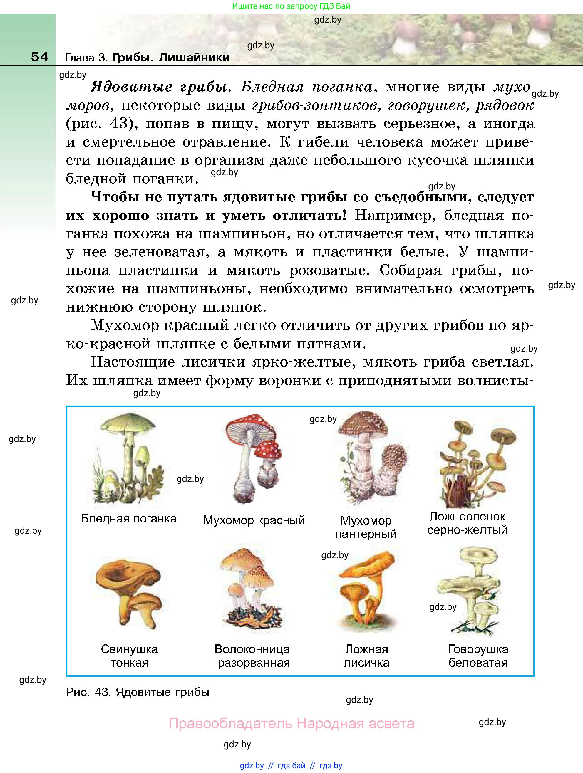 Биология, 7 класс Учебник, автор: Лисов Николай Дмитриевич, издательство Народная асвета, Минск, 2022, зелёного цвета, страница 54