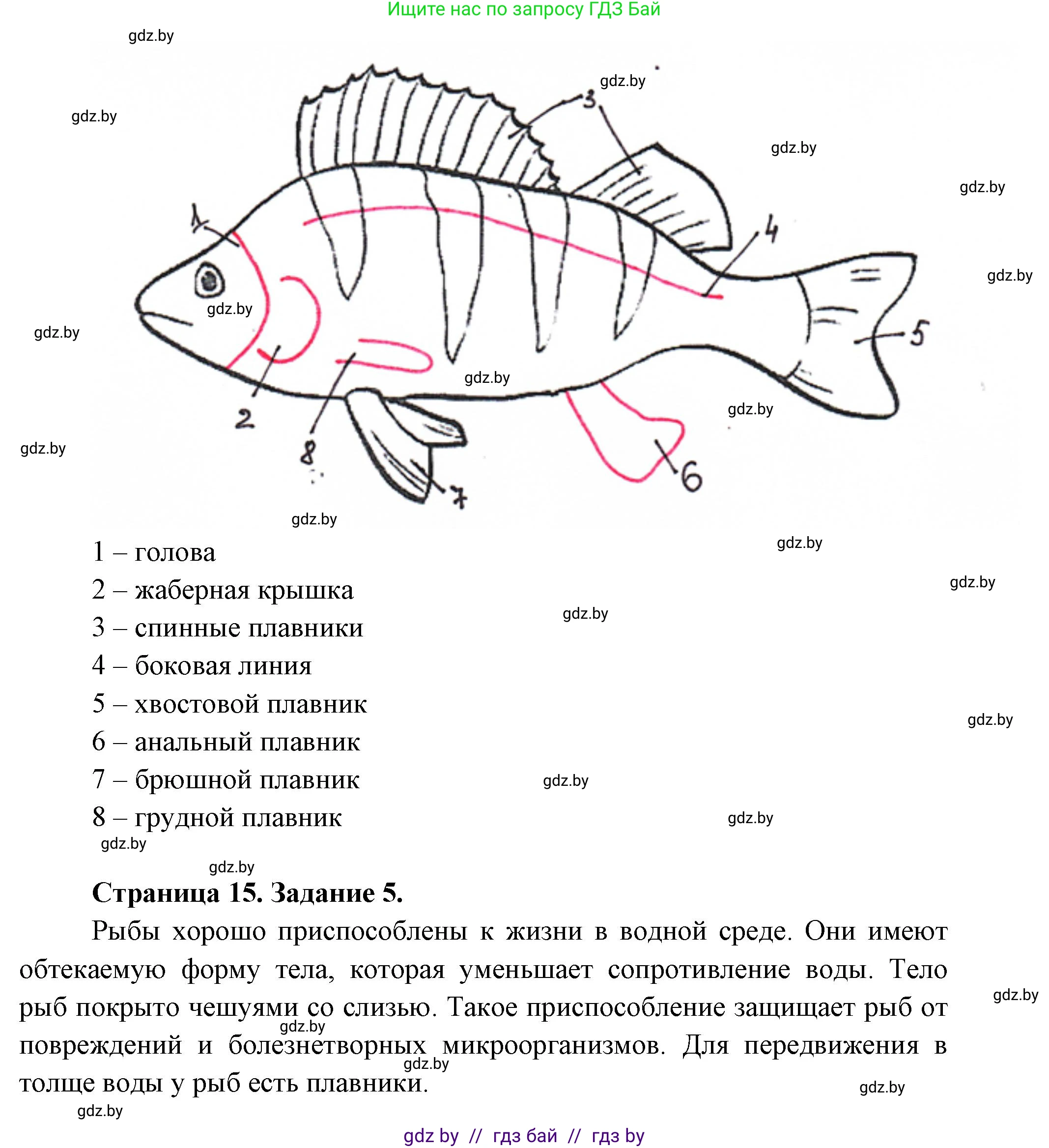 Биология, 8 класс Тетрадь для лабораторных и практических работ, авторы: Бедарик Ирина Геннадьевна, Бедарик Александр Евгеньевич, издательство Аверсэв, Минск, 2024, жёлтого цвета, страница 13, Решение (продолжение 2)