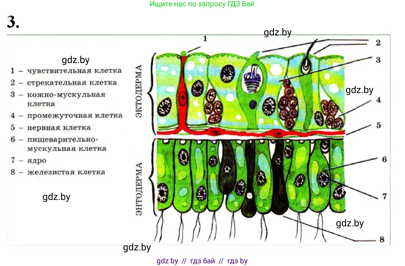 Биология, 8 класс рабочая тетрадь, автор: Лисов Николай Дмитриевич, издательство Аверсэв, Минск, 2018, зелёного цвета, страница 6, номер 3, Решение