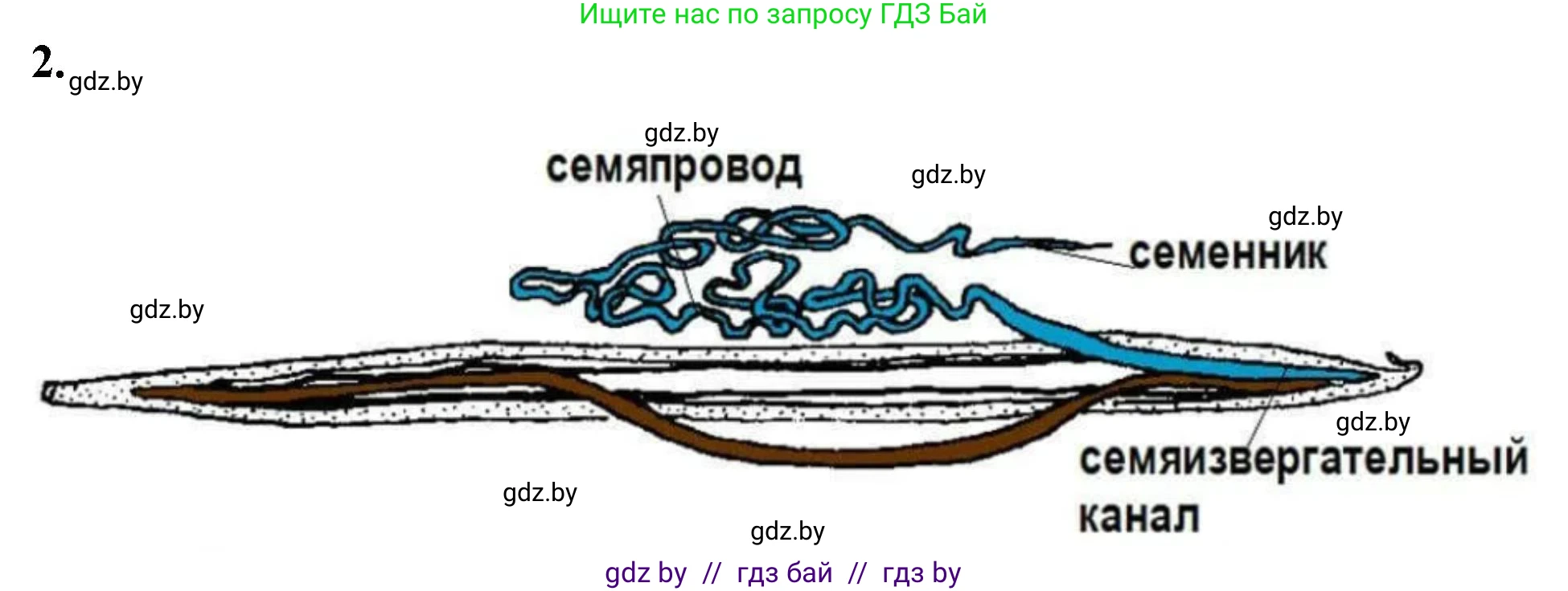 Биология, 8 класс рабочая тетрадь, автор: Лисов Николай Дмитриевич, издательство Аверсэв, Минск, 2018, зелёного цвета, страница 11, номер 2, Решение