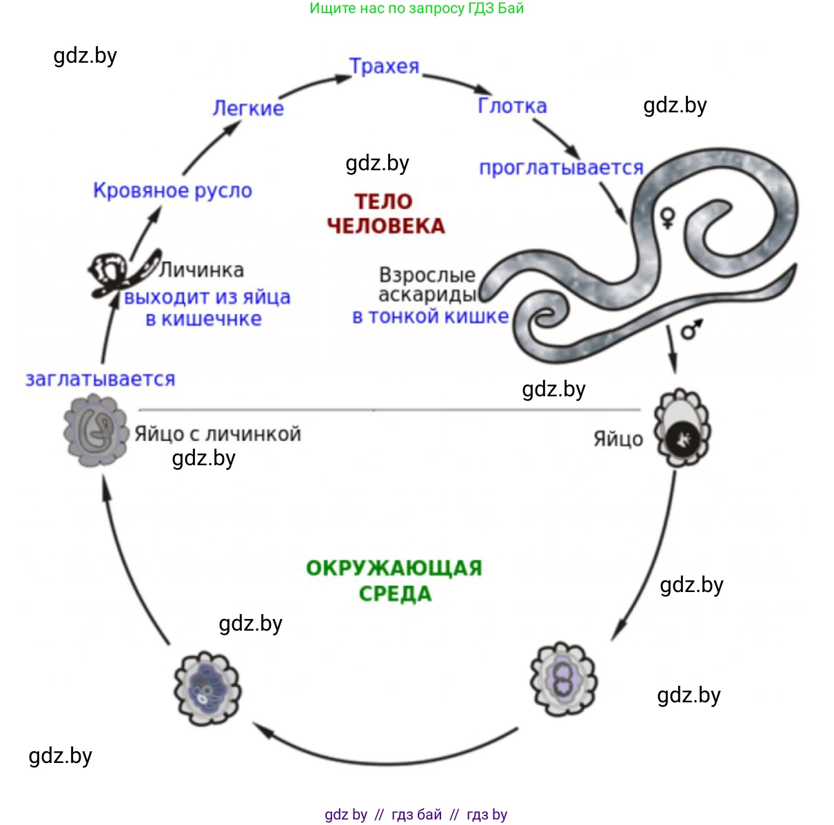 Биология, 8 класс рабочая тетрадь, автор: Лисов Николай Дмитриевич, издательство Аверсэв, Минск, 2018, зелёного цвета, страница 12, номер 4, Решение