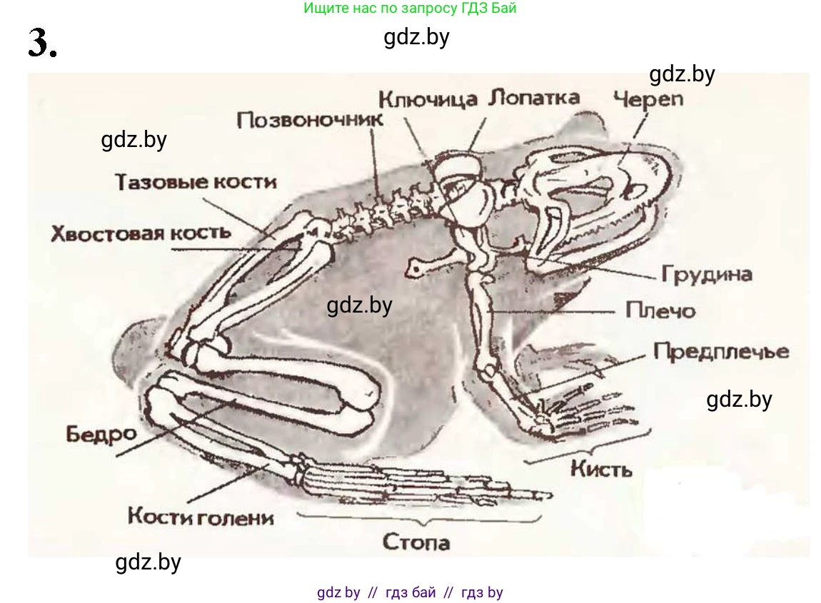 Биология, 8 класс рабочая тетрадь, автор: Лисов Николай Дмитриевич, издательство Аверсэв, Минск, 2018, зелёного цвета, страница 71, номер 3, Решение