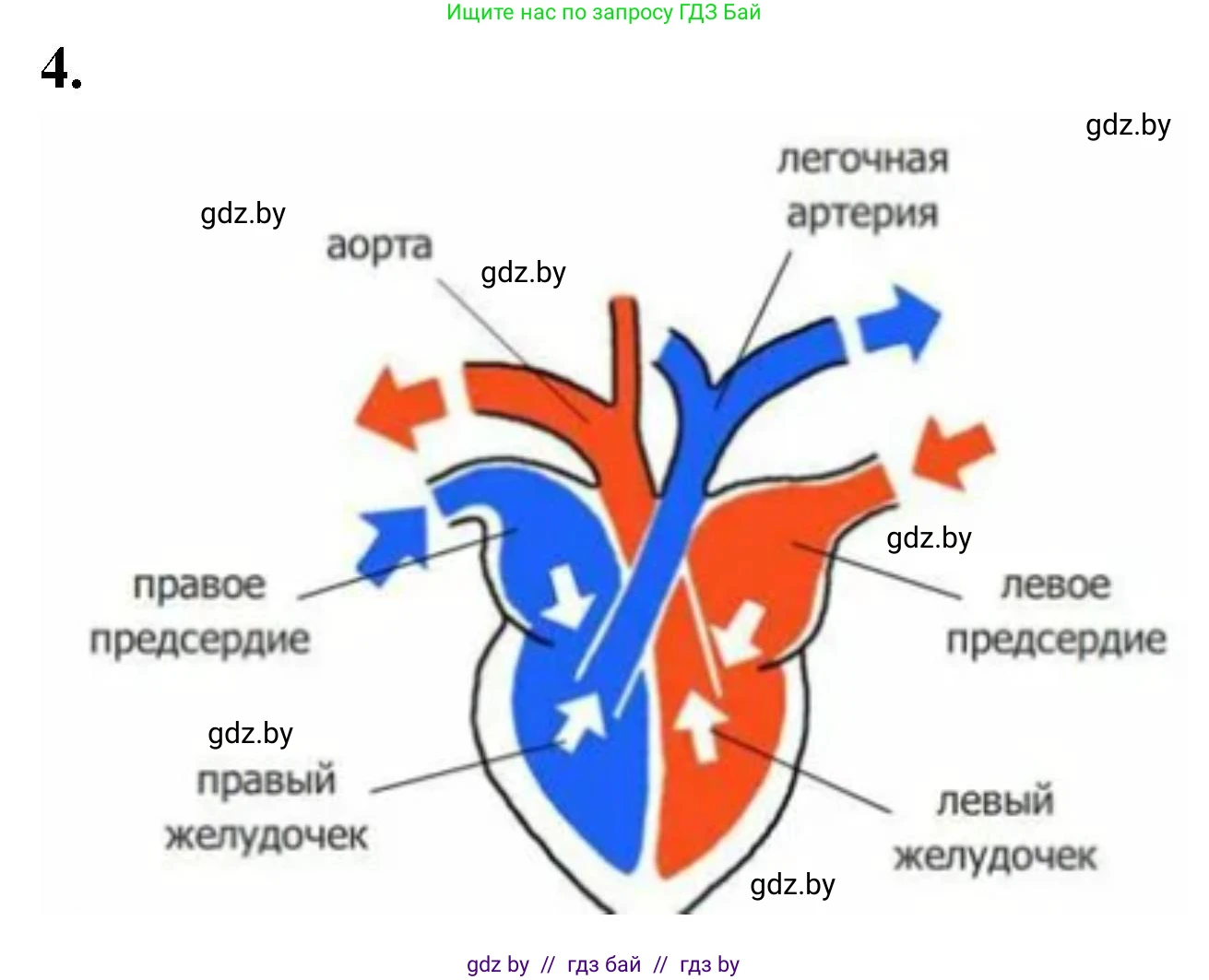 Биология, 8 класс рабочая тетрадь, автор: Лисов Николай Дмитриевич, издательство Аверсэв, Минск, 2018, зелёного цвета, страница 89, номер 4, Решение