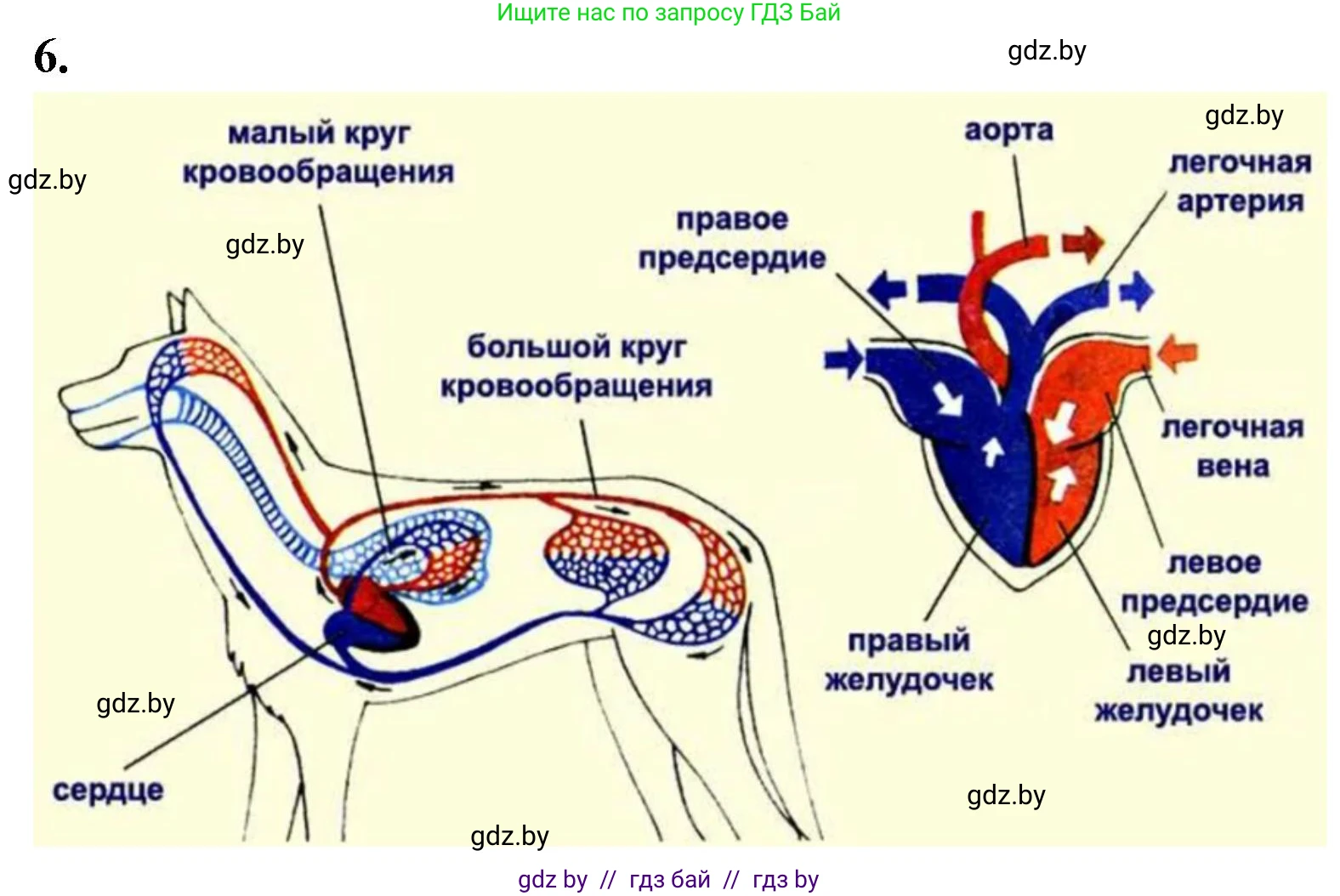 Биология, 8 класс рабочая тетрадь, автор: Лисов Николай Дмитриевич, издательство Аверсэв, Минск, 2018, зелёного цвета, страница 105, номер 6, Решение