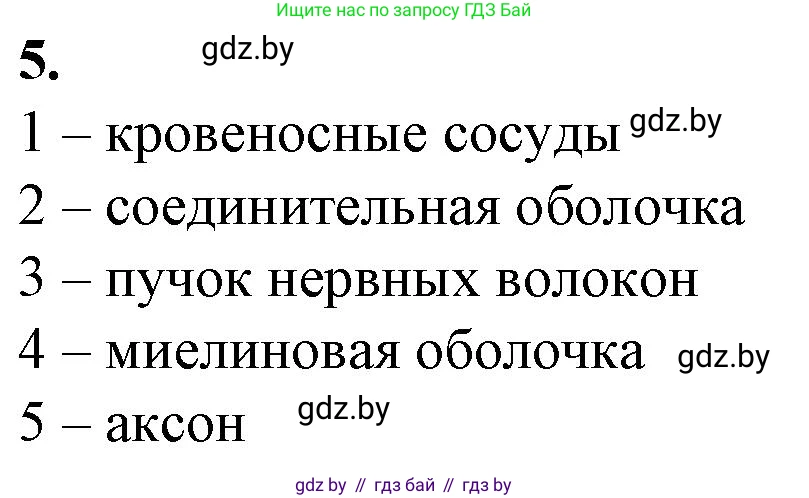 Биология, 9 класс рабочая тетрадь, авторы: Борисов Олег Леонидович, Антипенко Алеся Анатольевна, Мащенко Михаил Васильевич, издательство Аверсэв, Минск, 2019, салатового цвета, страница 16, номер 5, Решение