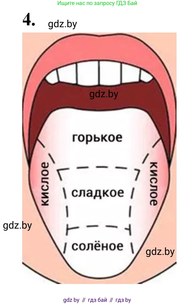 Биология, 9 класс рабочая тетрадь, автор: Лисов Николай Дмитриевич, издательство Аверсэв, Минск, 2021, оранжевого цвета, страница 26, номер 4, Решение