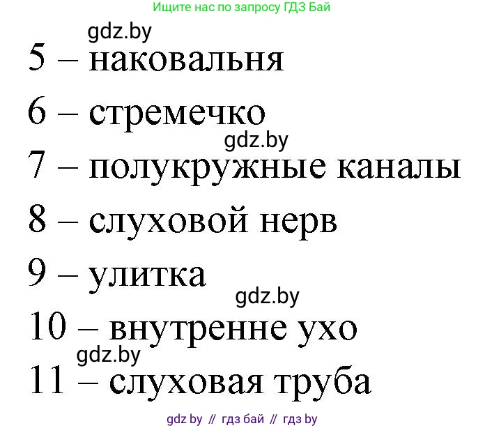 Биология, 9 класс рабочая тетрадь, автор: Лисов Николай Дмитриевич, издательство Аверсэв, Минск, 2021, оранжевого цвета, страница 32, номер 2, Решение (продолжение 2)