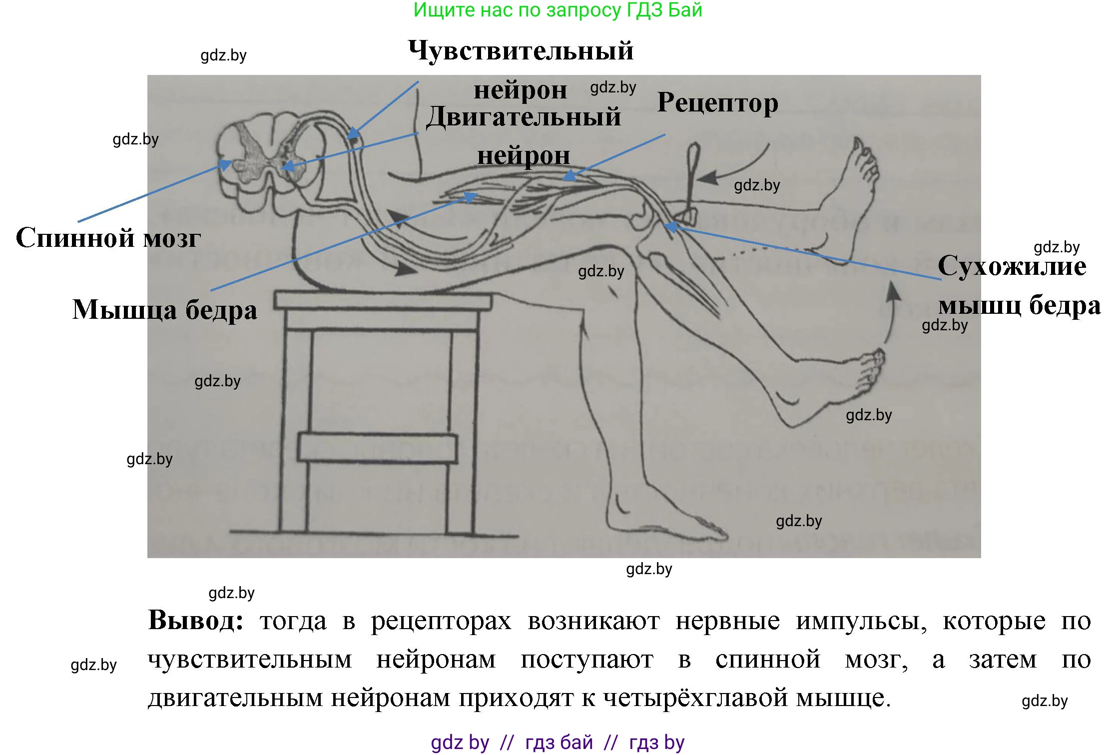 Биология, 9 класс рабочая тетрадь, автор: Лисов Николай Дмитриевич, издательство Аверсэв, Минск, 2021, оранжевого цвета, страница 18, номер 6, Решение
