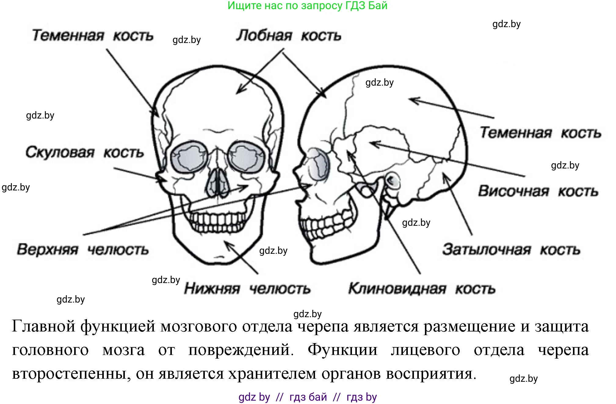 Биология, 9 класс рабочая тетрадь, автор: Лисов Николай Дмитриевич, издательство Аверсэв, Минск, 2021, оранжевого цвета, страница 43, номер 3, Решение