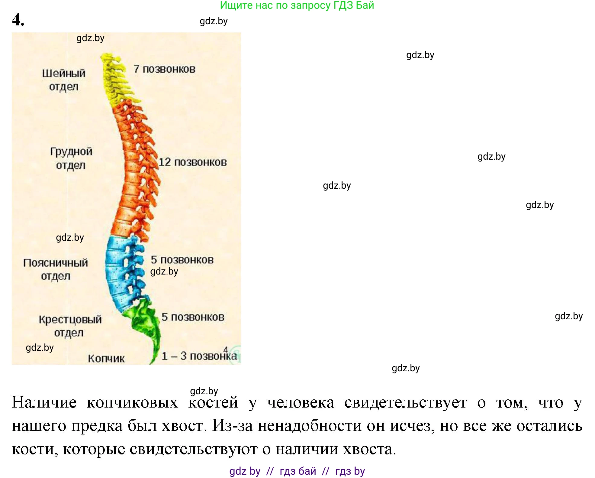 Биология, 9 класс рабочая тетрадь, автор: Лисов Николай Дмитриевич, издательство Аверсэв, Минск, 2021, оранжевого цвета, страница 44, номер 4, Решение