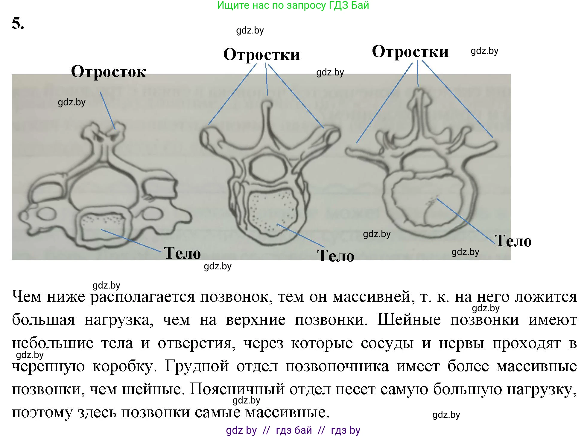 Биология, 9 класс рабочая тетрадь, автор: Лисов Николай Дмитриевич, издательство Аверсэв, Минск, 2021, оранжевого цвета, страница 45, номер 5, Решение