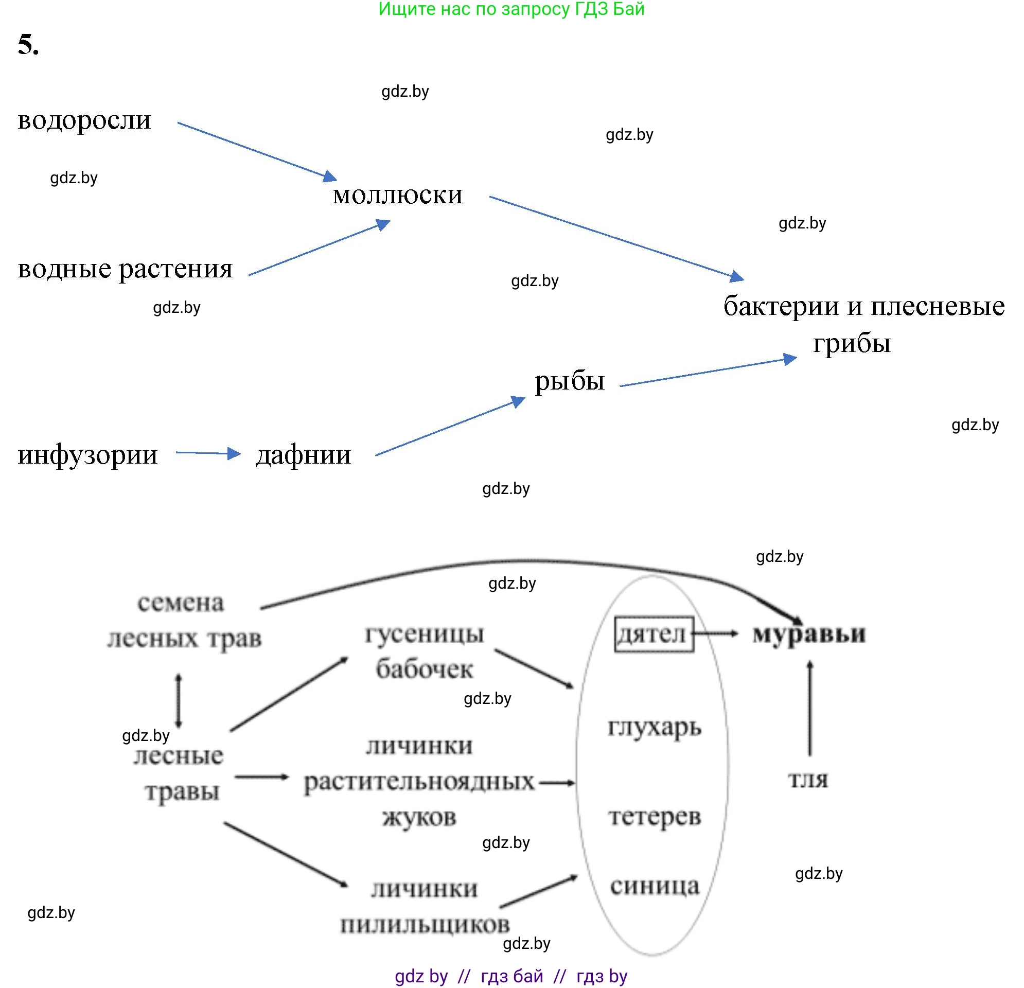 Биология, 10 класс Тетрадь для лабораторных и практических работ, автор: Хруцкая Тамара Викторовна, издательство Аверсэв, Минск, 2022, зелёного цвета, страница 20, номер 5, Решение