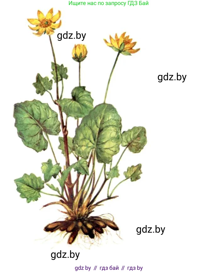 Биология, 10 класс Тетрадь для лабораторных и практических работ, автор: Хруцкая Тамара Викторовна, издательство Аверсэв, Минск, 2020, зелёного цвета, страница 67, номер 3, Решение (продолжение 2)