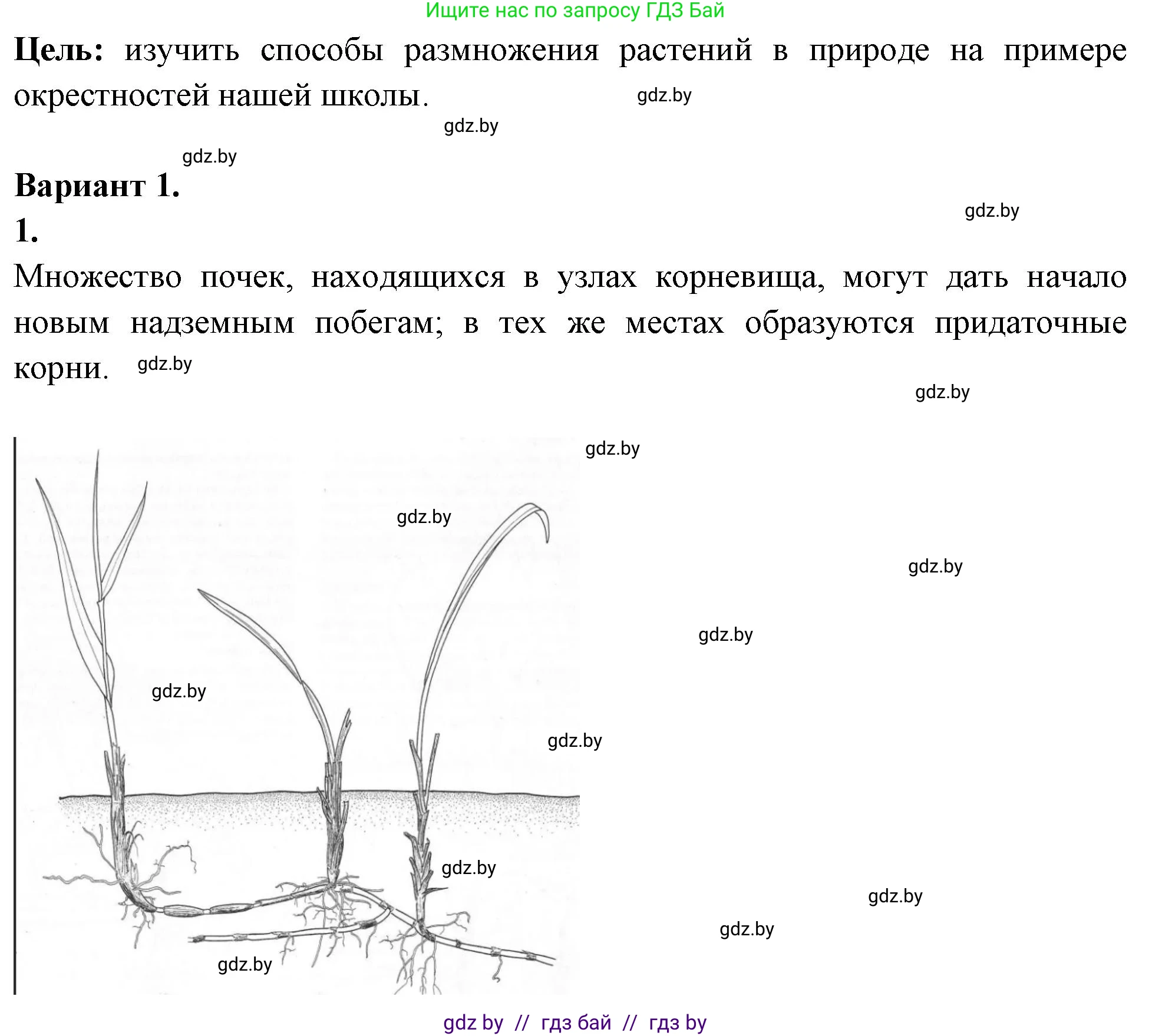 Биология, 10 класс Тетрадь для лабораторных и практических работ, автор: Хруцкая Тамара Викторовна, издательство Аверсэв, Минск, 2020, зелёного цвета, страница 62, номер 1, Решение