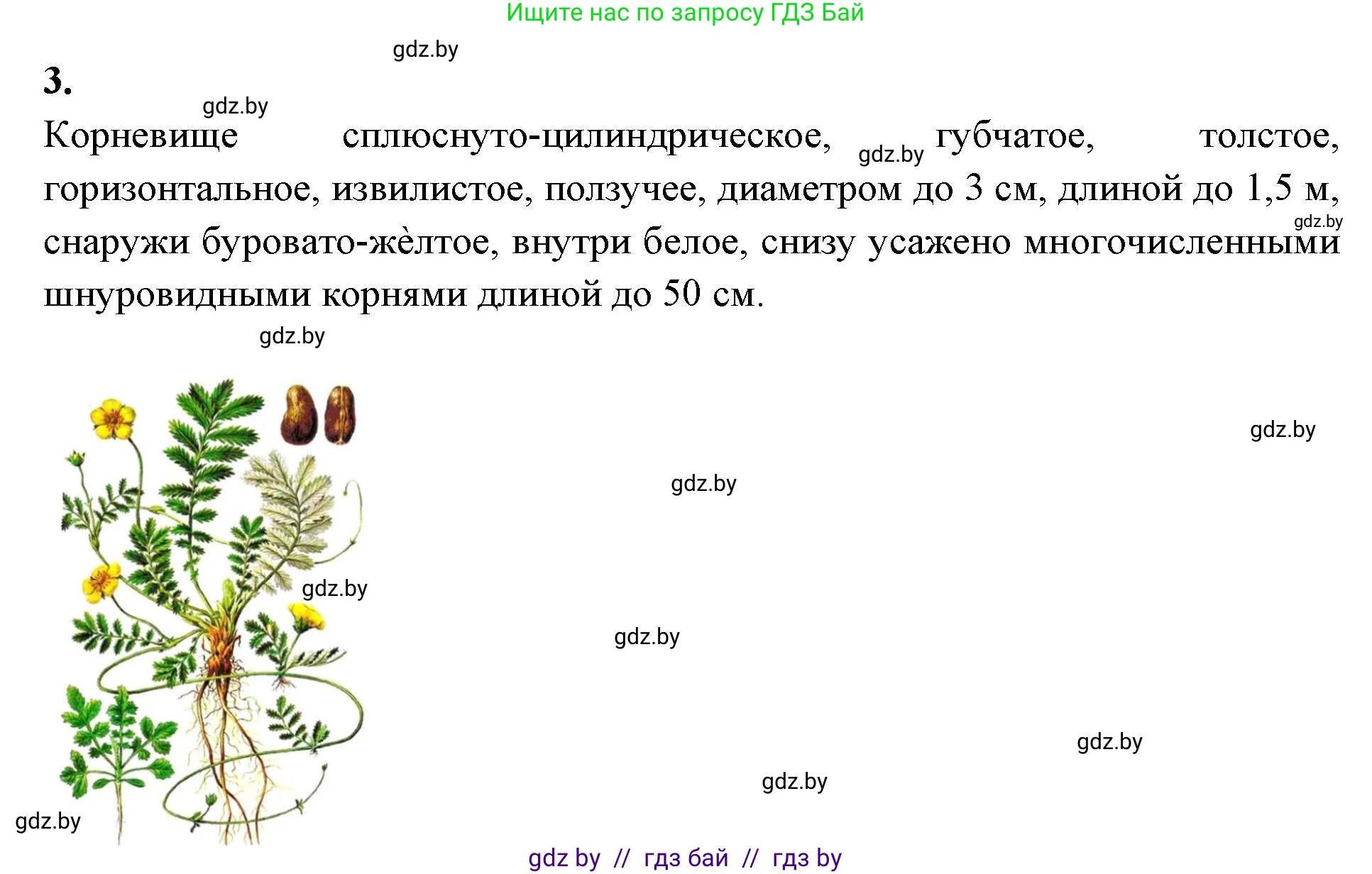 Биология, 10 класс Тетрадь для лабораторных и практических работ, автор: Хруцкая Тамара Викторовна, издательство Аверсэв, Минск, 2020, зелёного цвета, страница 63, номер 3, Решение