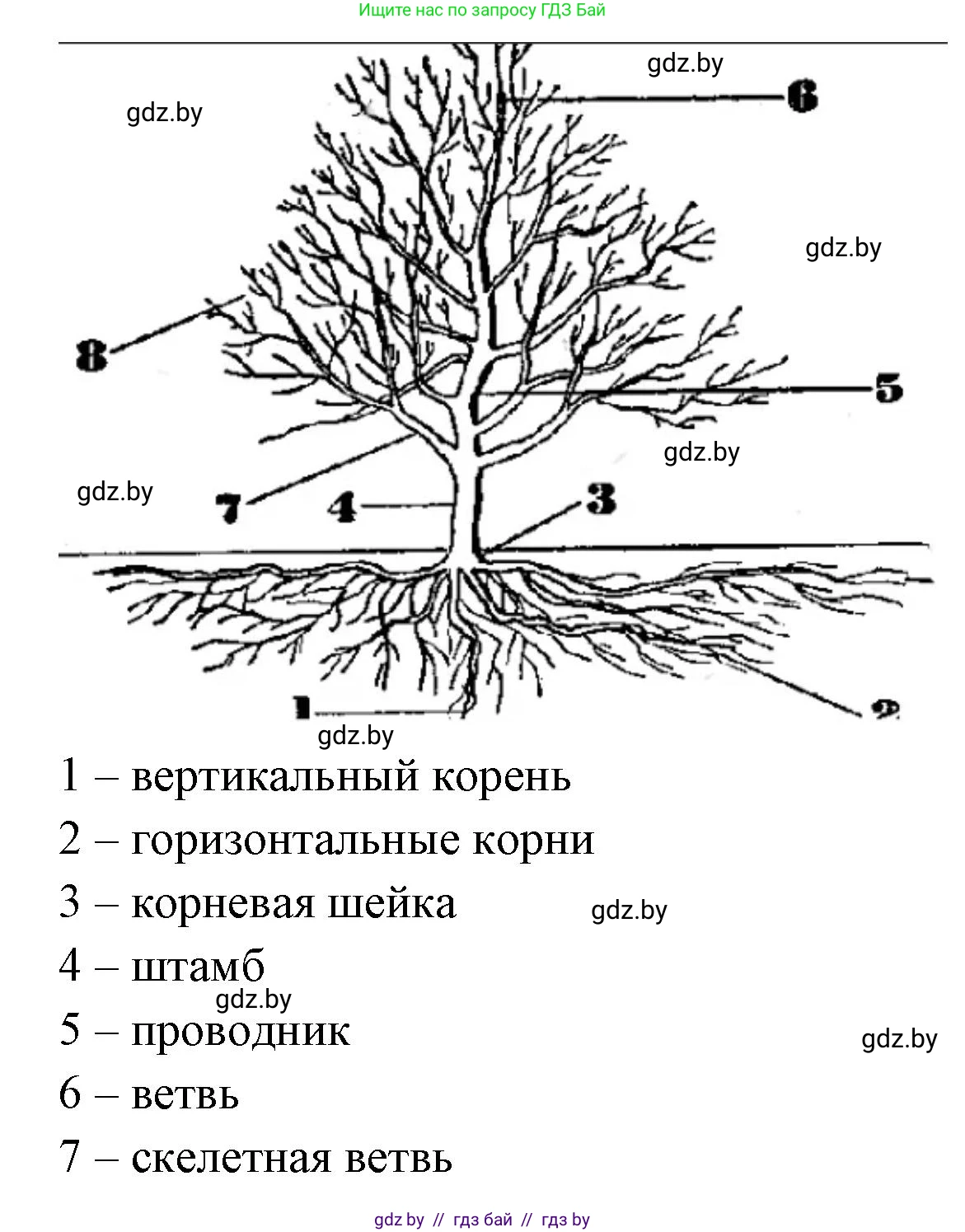 Биология, 10 класс Тетрадь для лабораторных и практических работ, автор: Хруцкая Тамара Викторовна, издательство Аверсэв, Минск, 2020, зелёного цвета, страница 63, номер 3, Решение (продолжение 2)