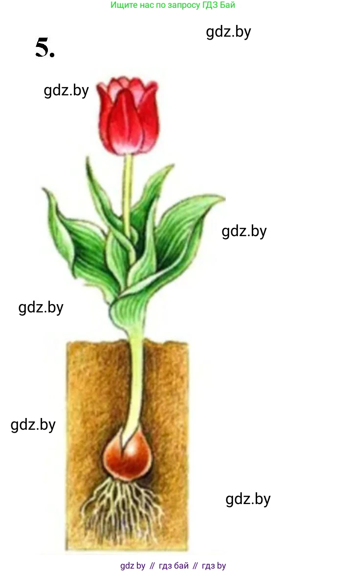 Биология, 10 класс Тетрадь для лабораторных и практических работ, автор: Хруцкая Тамара Викторовна, издательство Аверсэв, Минск, 2020, зелёного цвета, страница 65, номер 5, Решение