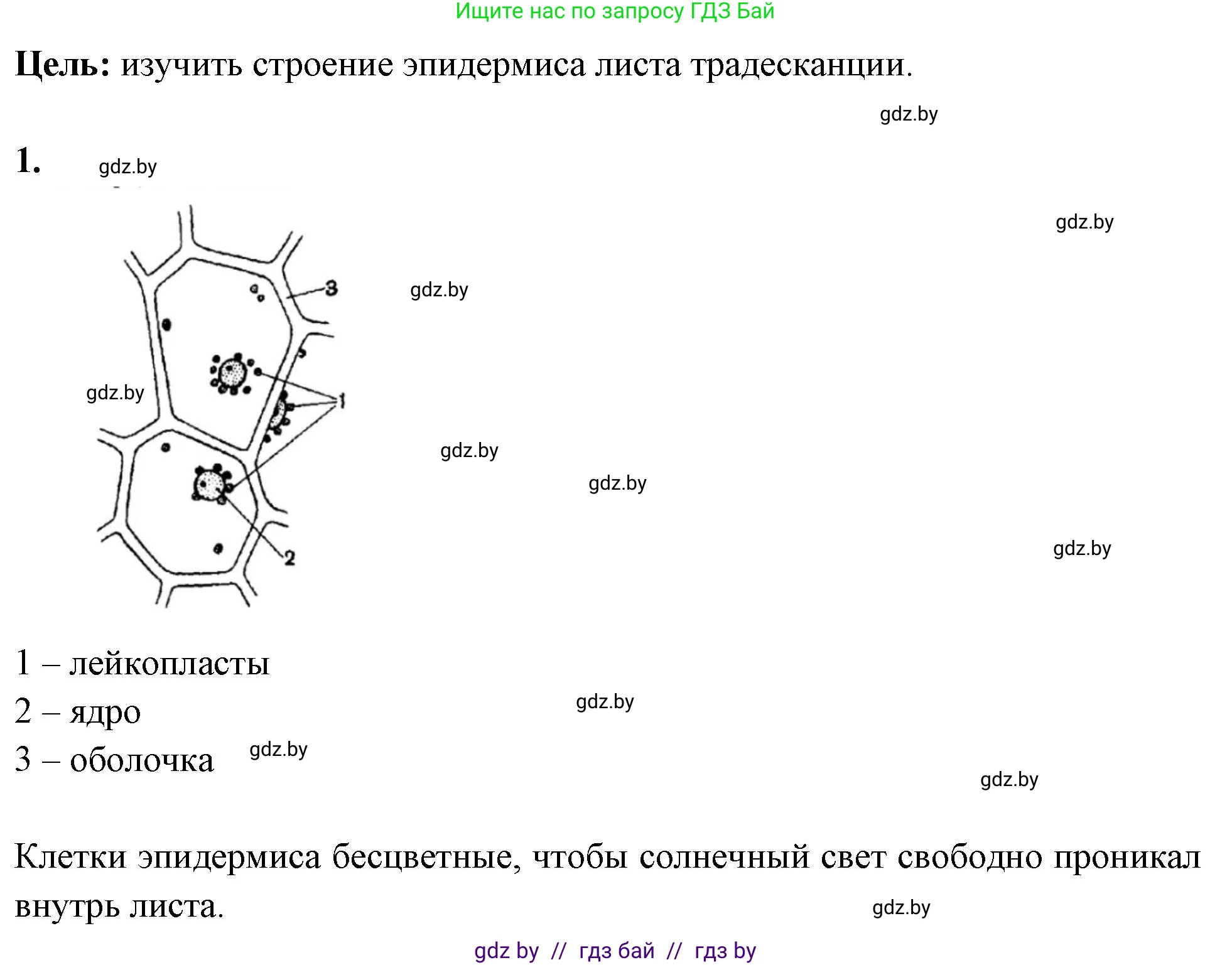 Биология, 10 класс Тетрадь для лабораторных и практических работ, автор: Хруцкая Тамара Викторовна, издательство Аверсэв, Минск, 2020, зелёного цвета, страница 5, номер 1, Решение