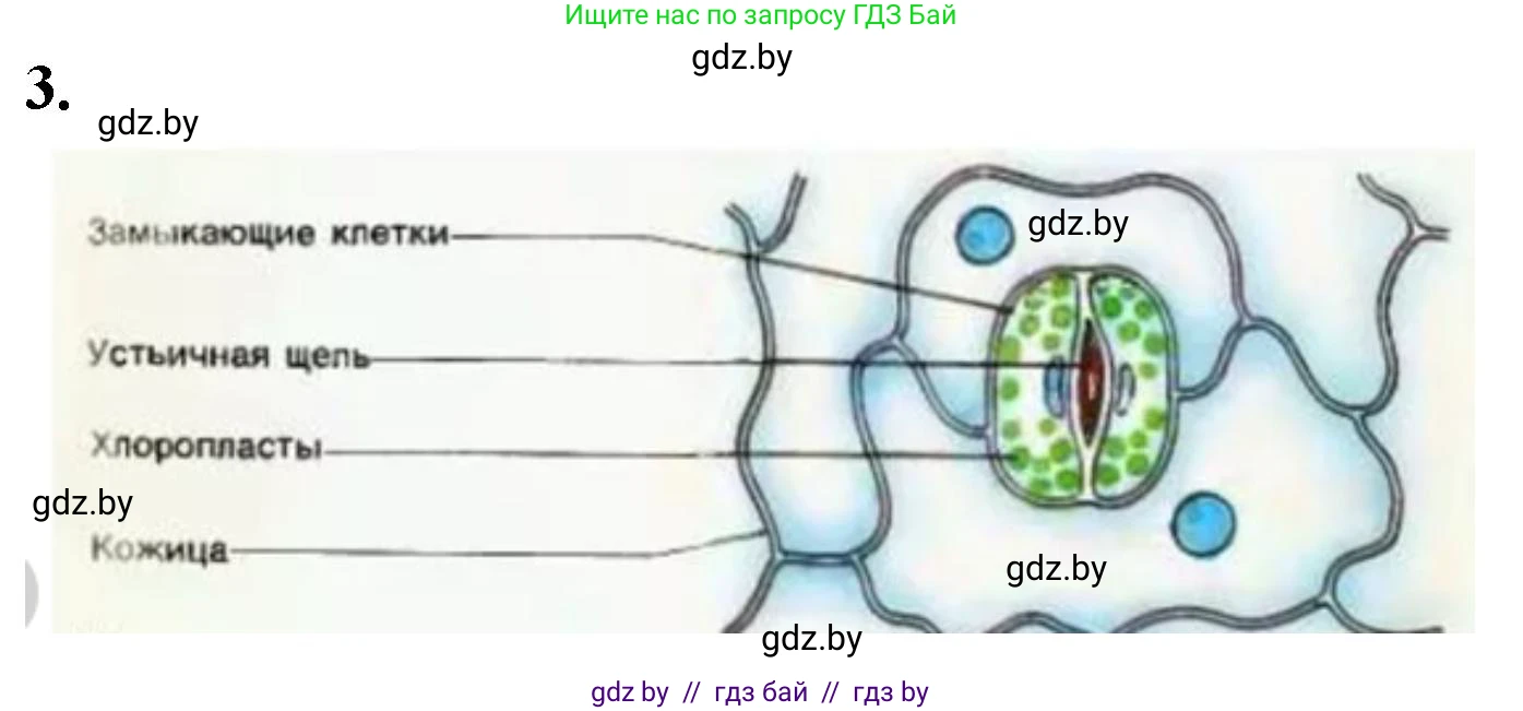 Биология, 10 класс Тетрадь для лабораторных и практических работ, автор: Хруцкая Тамара Викторовна, издательство Аверсэв, Минск, 2020, зелёного цвета, страница 6, номер 3, Решение
