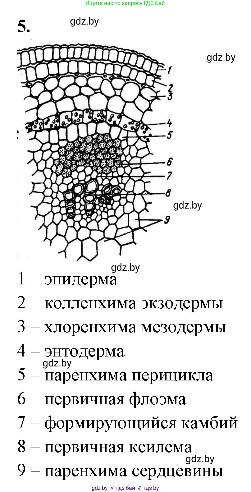 Биология, 10 класс Тетрадь для лабораторных и практических работ, автор: Хруцкая Тамара Викторовна, издательство Аверсэв, Минск, 2020, зелёного цвета, страница 23, номер 5, Решение