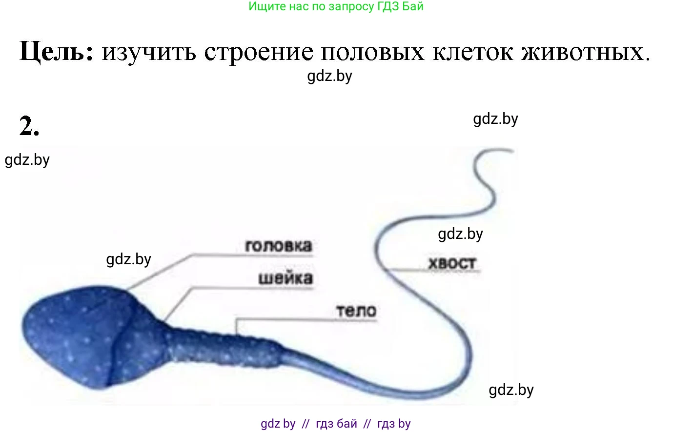 Биология, 10 класс Тетрадь для лабораторных и практических работ, автор: Хруцкая Тамара Викторовна, издательство Аверсэв, Минск, 2020, зелёного цвета, страница 59, номер 2, Решение