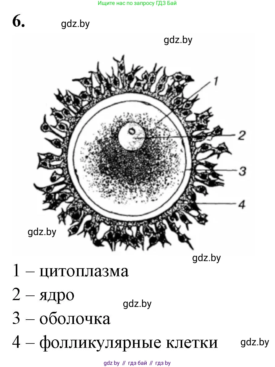 Биология, 10 класс Тетрадь для лабораторных и практических работ, автор: Хруцкая Тамара Викторовна, издательство Аверсэв, Минск, 2020, зелёного цвета, страница 60, номер 6, Решение