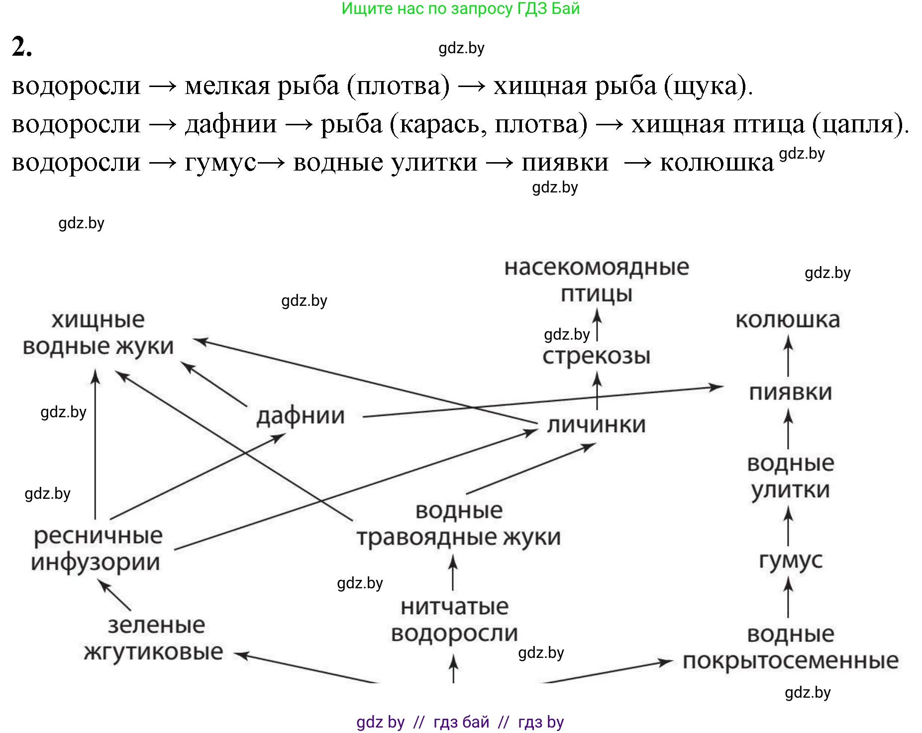 Биология, 10 класс Тетрадь для лабораторных и практических работ, авторы: Маглыш Сабина Степановна, Кравченко Вячеслав Анатольевич, издательство Аверсэв, Минск, 2021, зелёного цвета, страница 16, номер 2, Решение