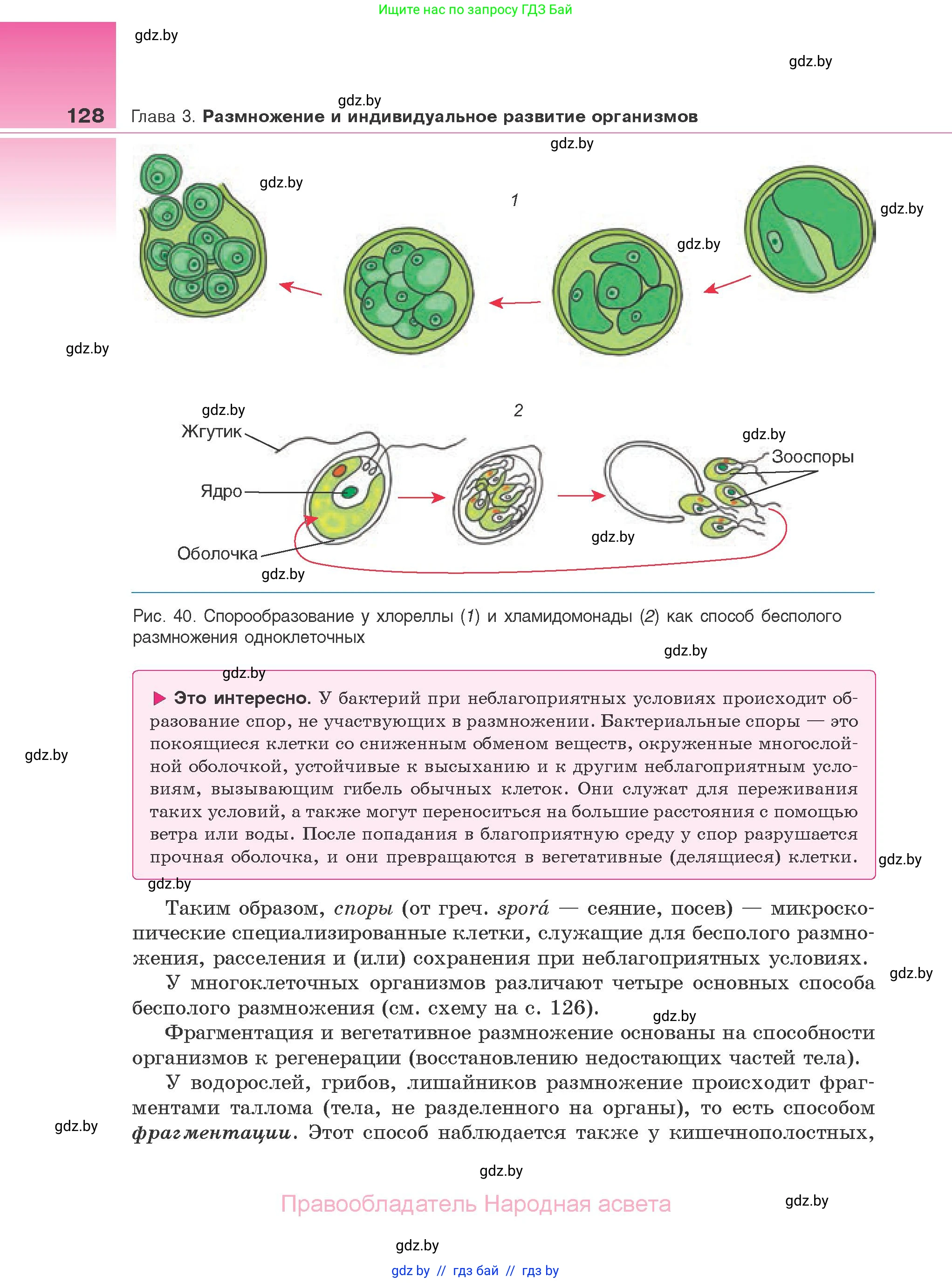 Биология, 10 класс Учебник, авторы: Маглыш Сабина Степановна, Кравченко Вячеслав Анатольевич, Довгун Татьяна Яновна, издательство Народная асвета, Минск, 2020, зелёного цвета, страница 128