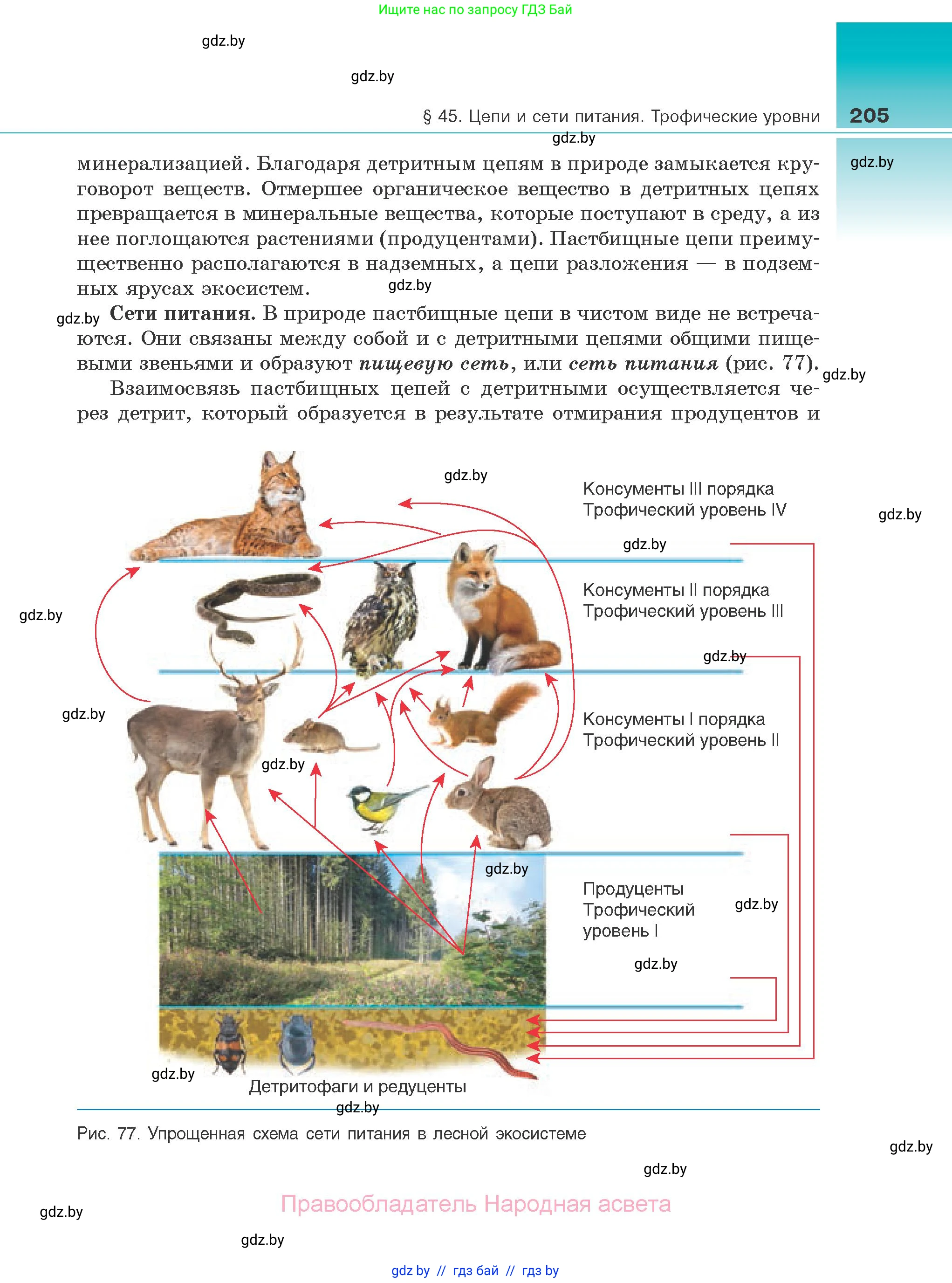 Биология, 10 класс Учебник, авторы: Маглыш Сабина Степановна, Кравченко Вячеслав Анатольевич, Довгун Татьяна Яновна, издательство Народная асвета, Минск, 2020, зелёного цвета, страница 205