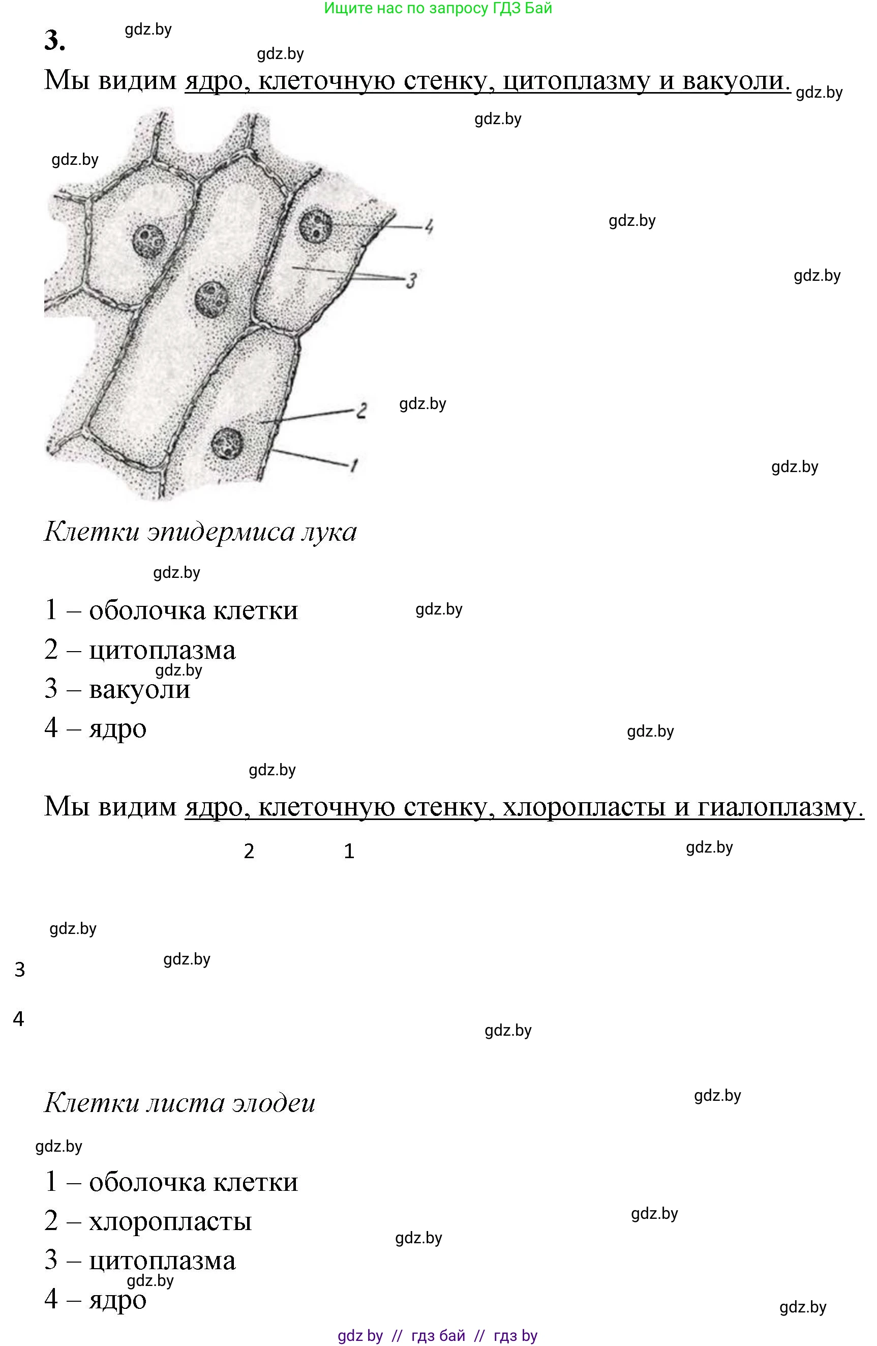 Биология, 11 класс Тетрадь для лабораторных и практических работ, авторы: Дашков Максим Леонидович, Головач Алексей Михайлович, издательство Аверсэв, Минск, 2021, оранжевого цвета, страница 10, номер 3, Решение