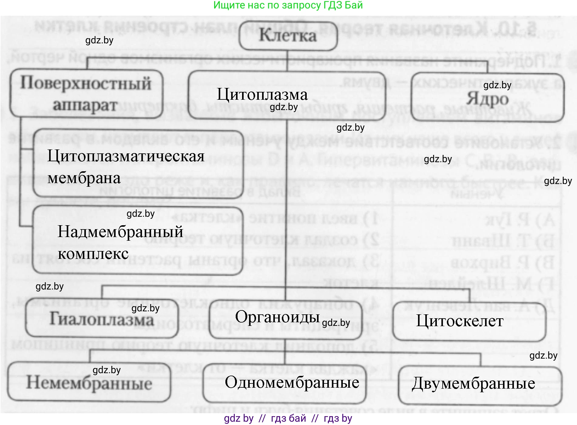 Биология, 11 класс рабочая тетрадь, авторы: Дашков Максим Леонидович, Головач Алексей Михайлович, издательство Аверсэв, Минск, 2021, жёлтого цвета, страница 24, номер 4, Решение