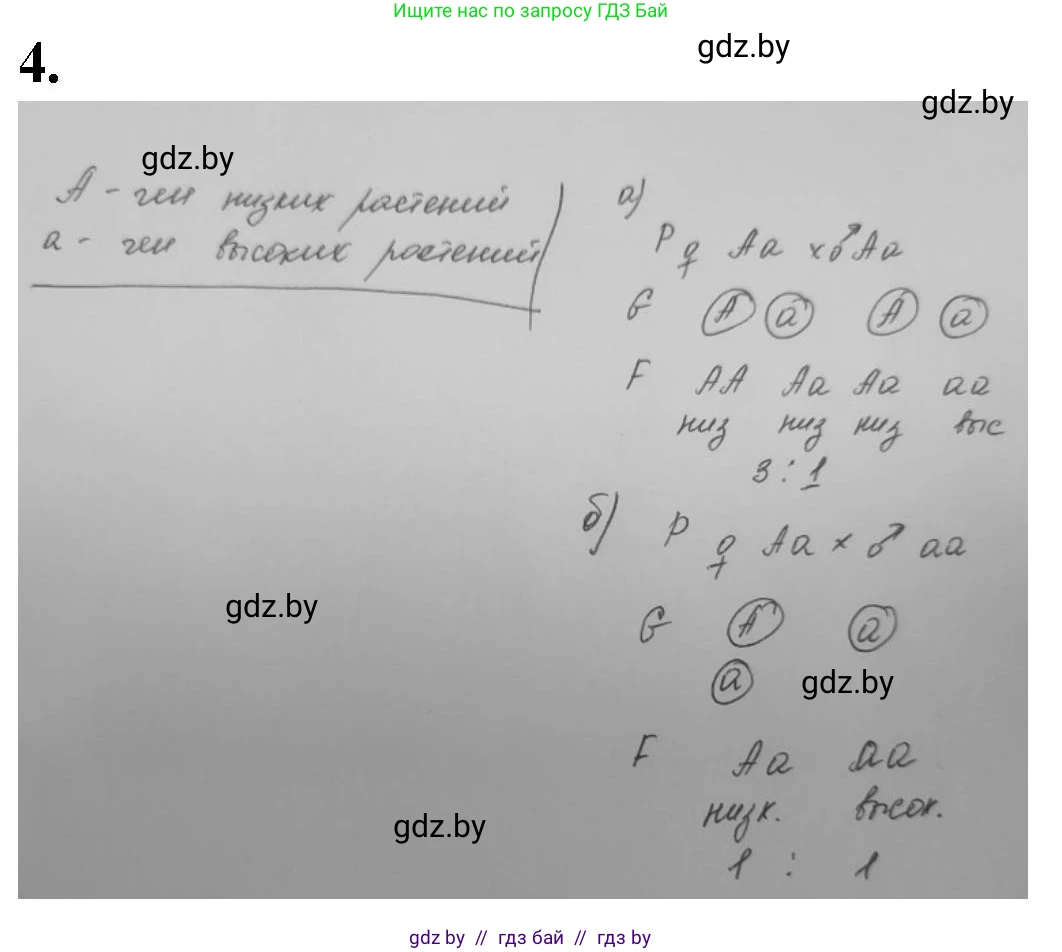 Биология, 11 класс рабочая тетрадь, авторы: Дашков Максим Леонидович, Головач Алексей Михайлович, издательство Аверсэв, Минск, 2021, жёлтого цвета, страница 74, номер 4, Решение