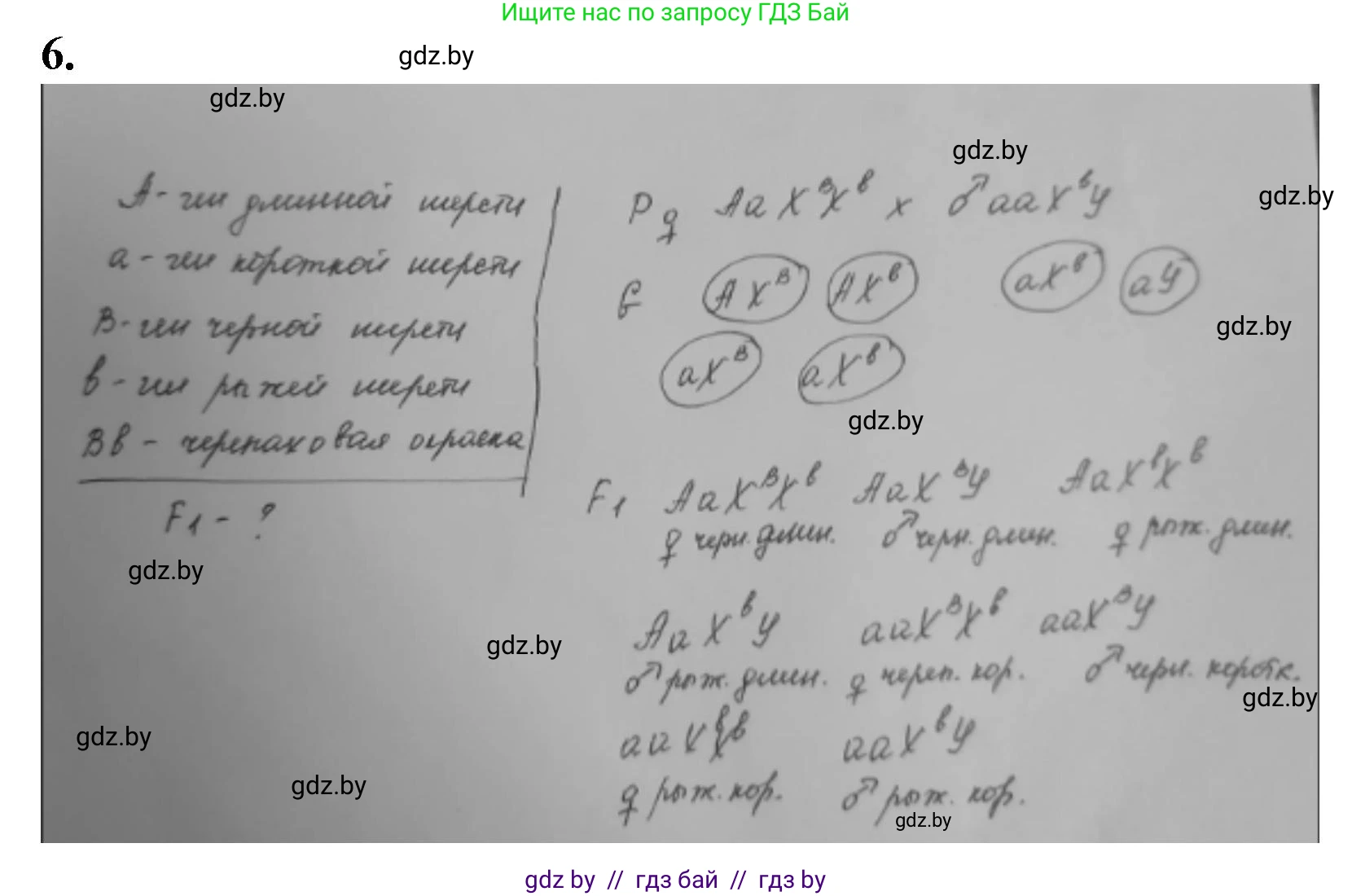 Биология, 11 класс рабочая тетрадь, авторы: Дашков Максим Леонидович, Головач Алексей Михайлович, издательство Аверсэв, Минск, 2021, жёлтого цвета, страница 83, номер 6, Решение